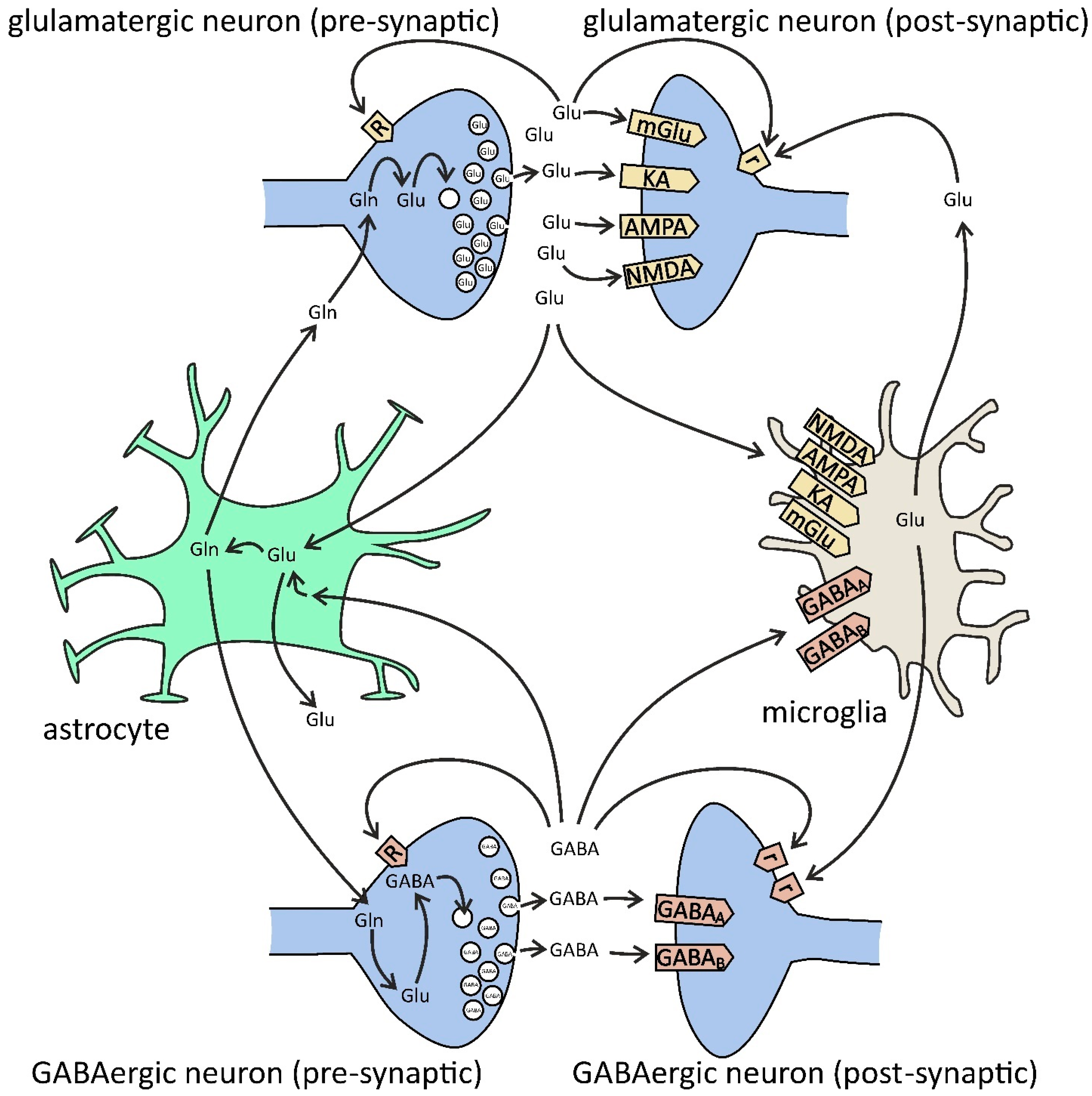 Bilingual neurons release glutamate and GABA