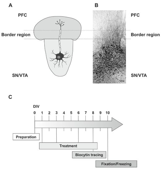 IJMS | Free Full-Text | Involvement of GPR17 in Neuronal Fibre