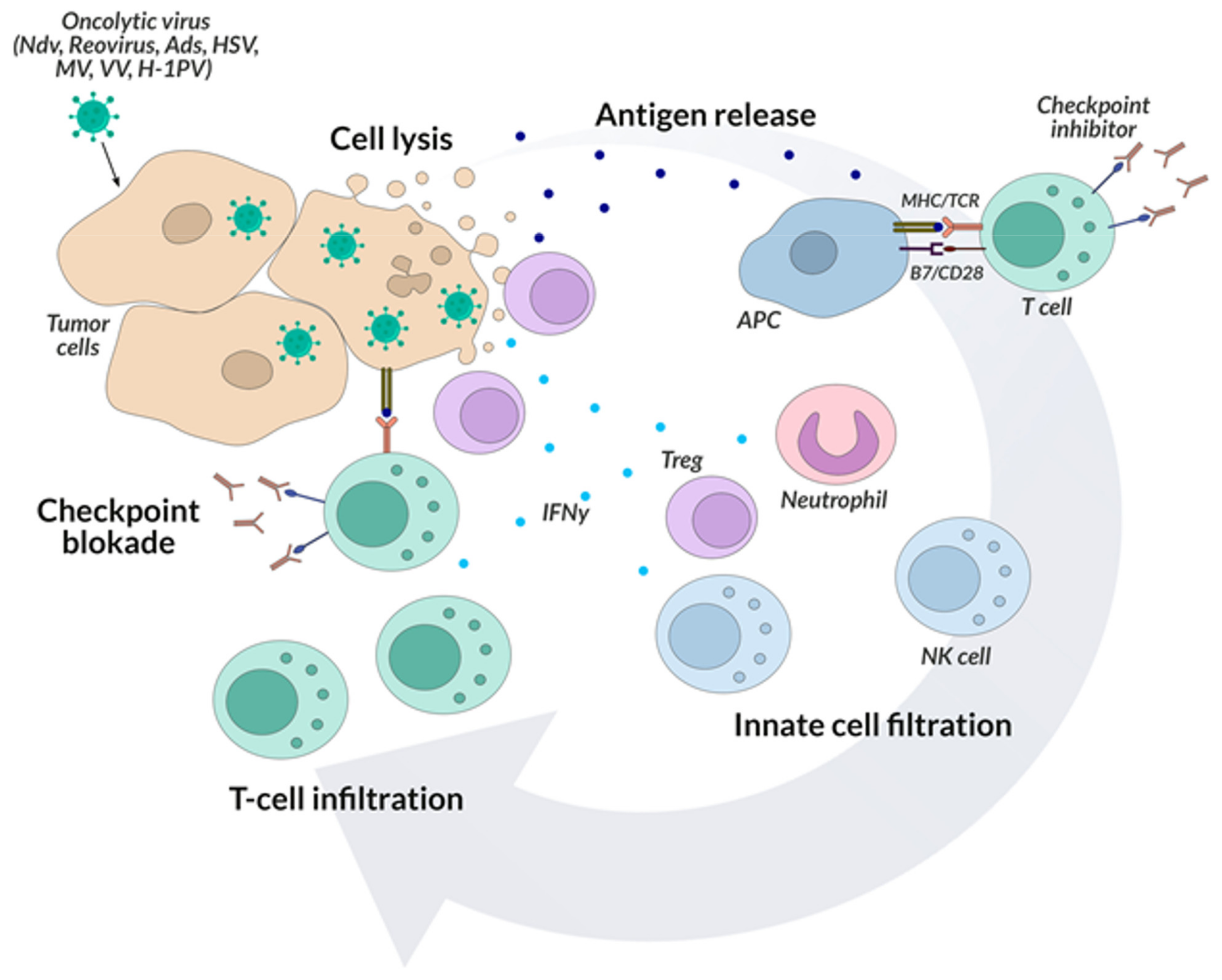 Ijms 22 11694 g004 Ijms 22 11694 g004