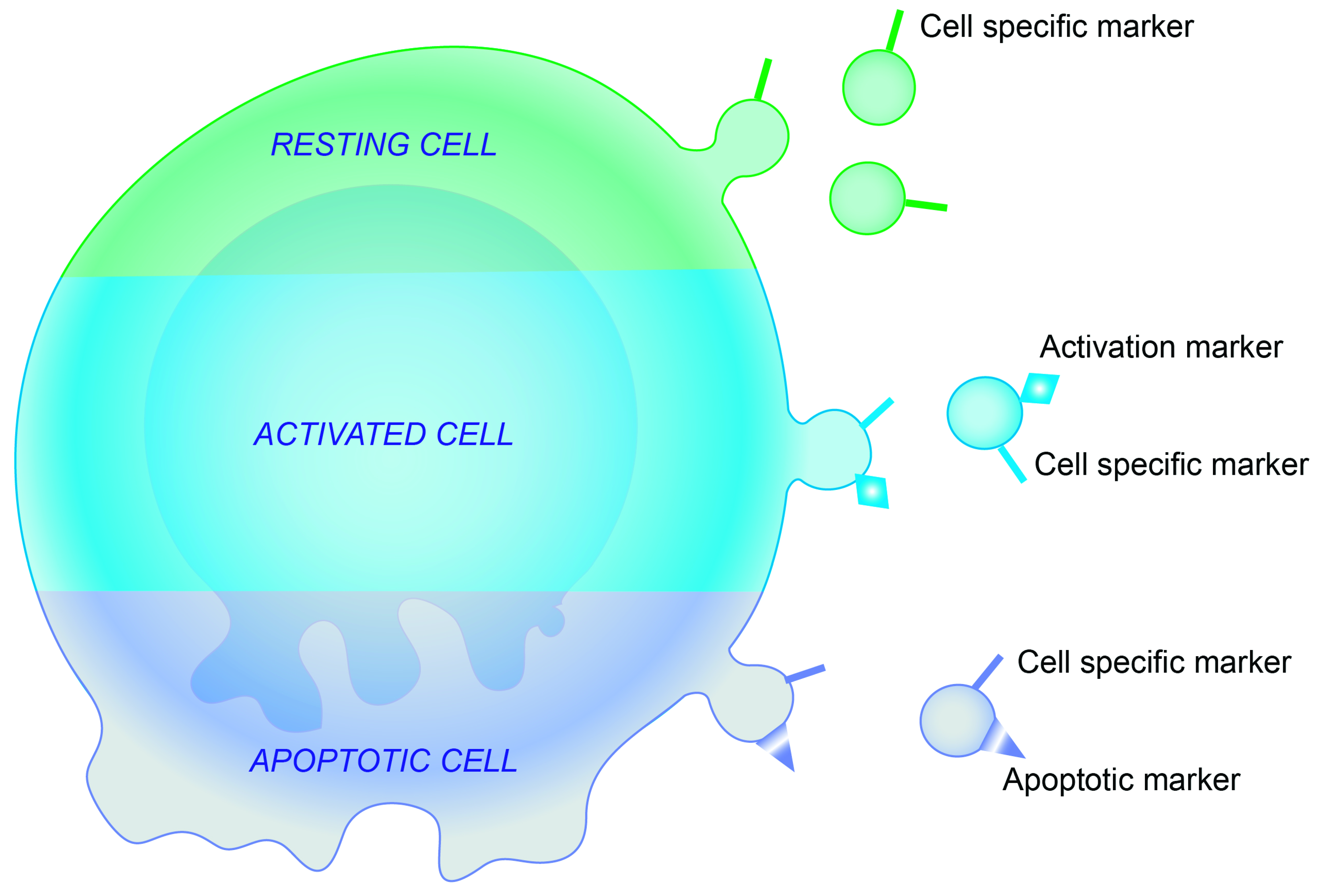 IJMS | Free Full-Text | Epithelial-Cell-Derived Extracellular