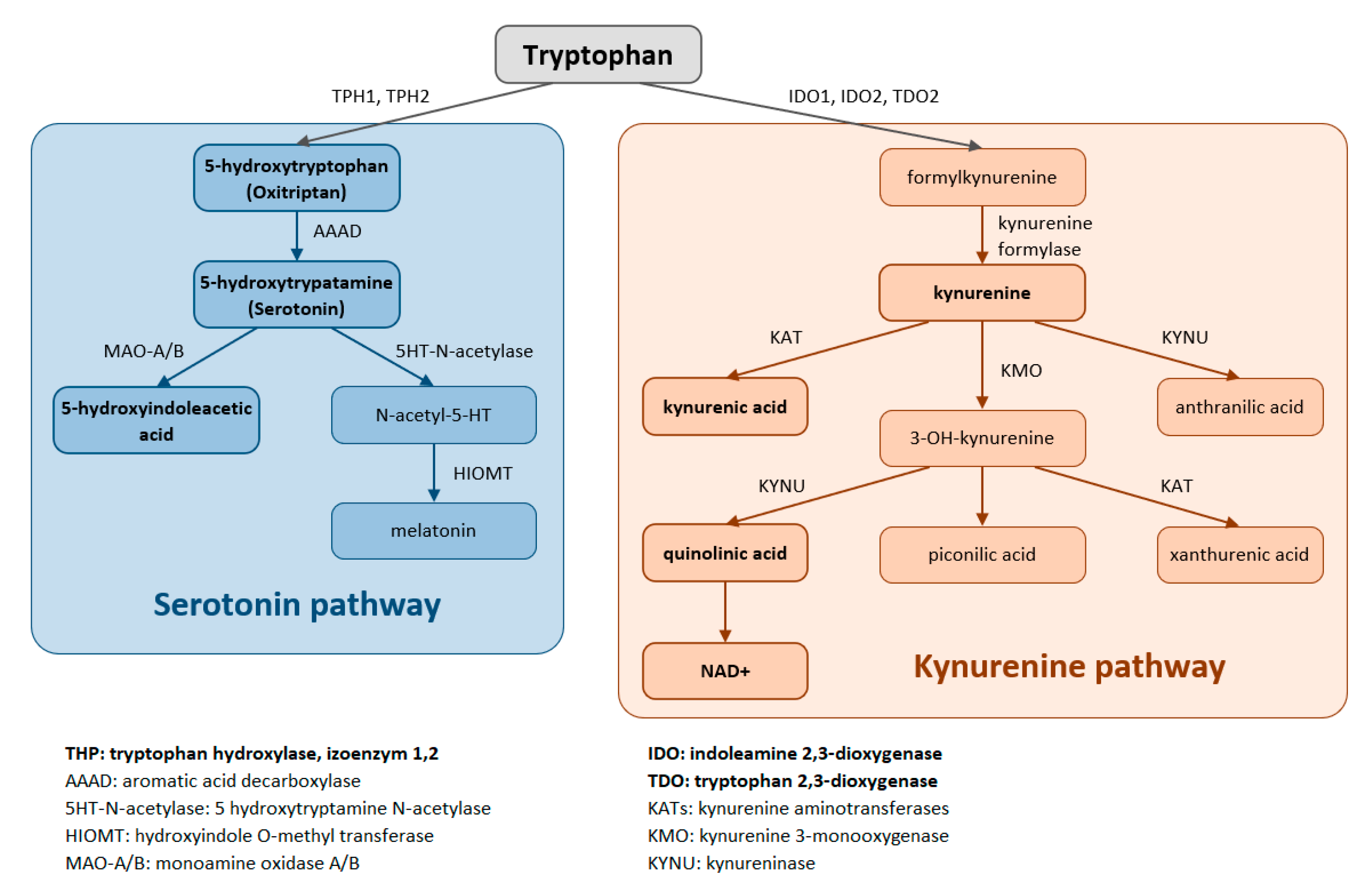 IJMS | Free Full-Text | Tryptophan: A Unique Role in the Critically Ill