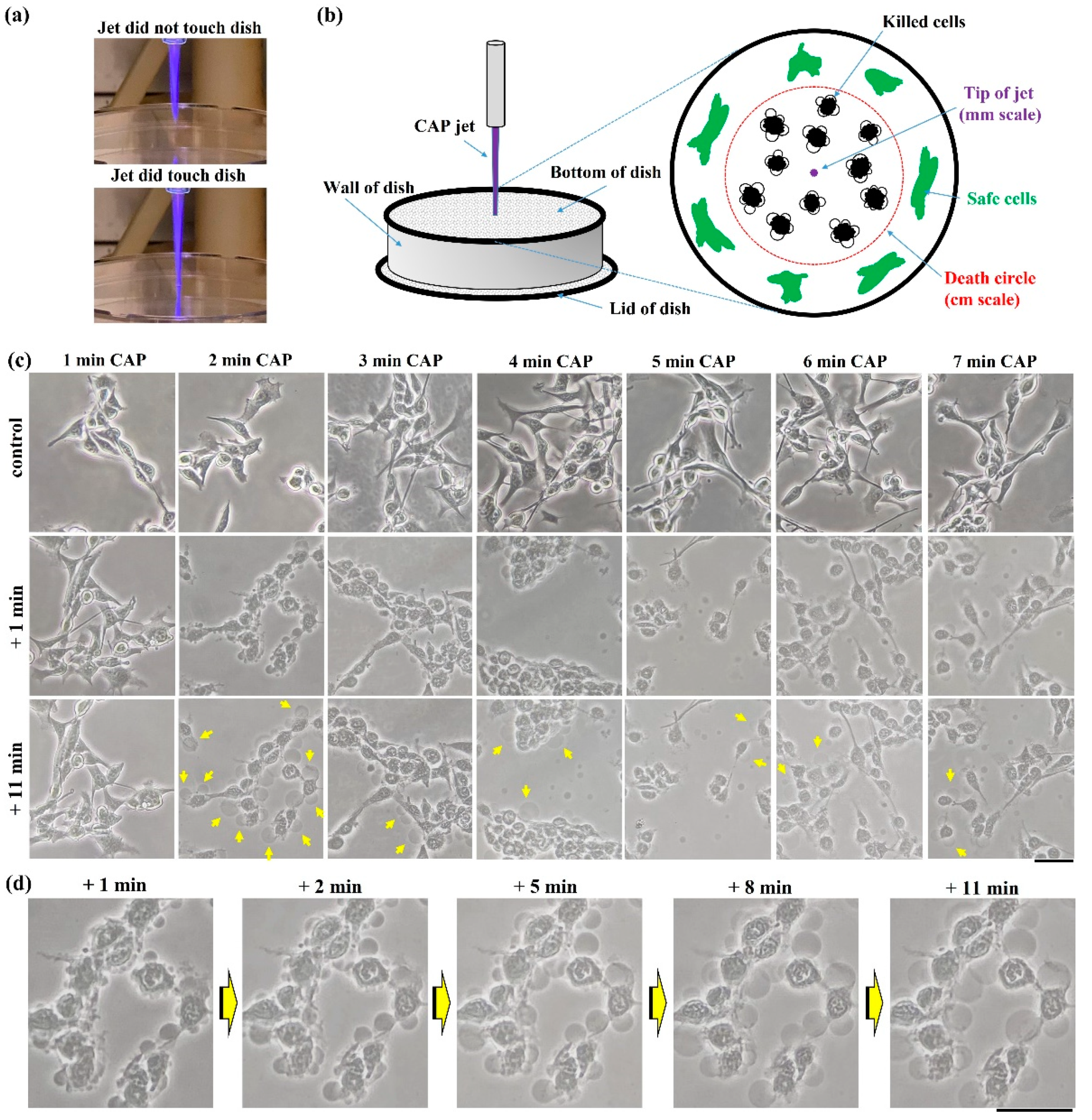 IJMS Free Full Text Anti Melanoma Capability of Contactless