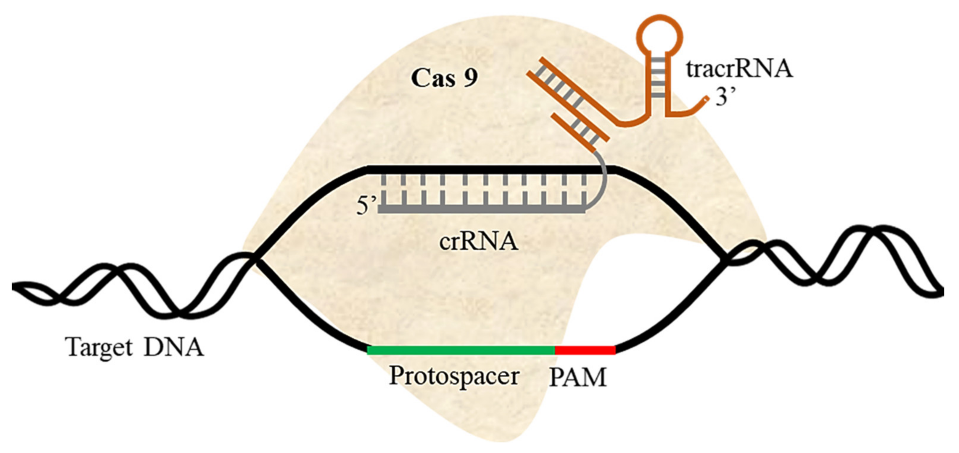 Ijms 22 11753 g002 Ijms 22 11753 g002