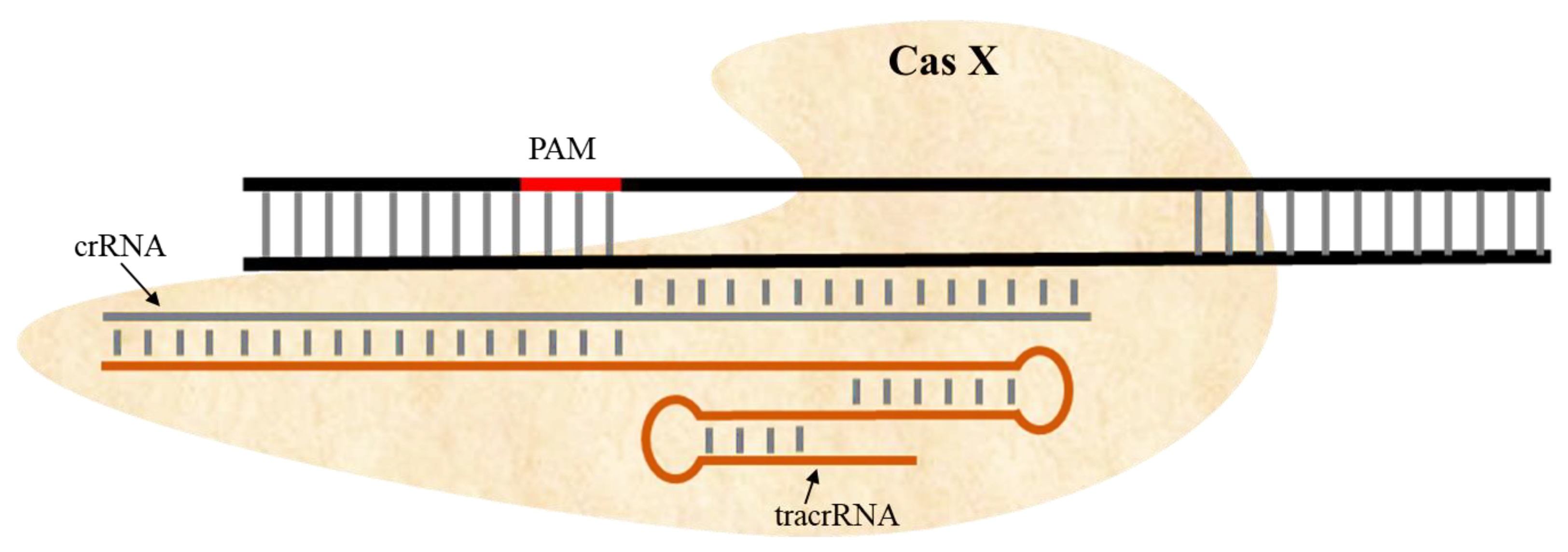 Ijms 22 11753 g004 Ijms 22 11753 g004