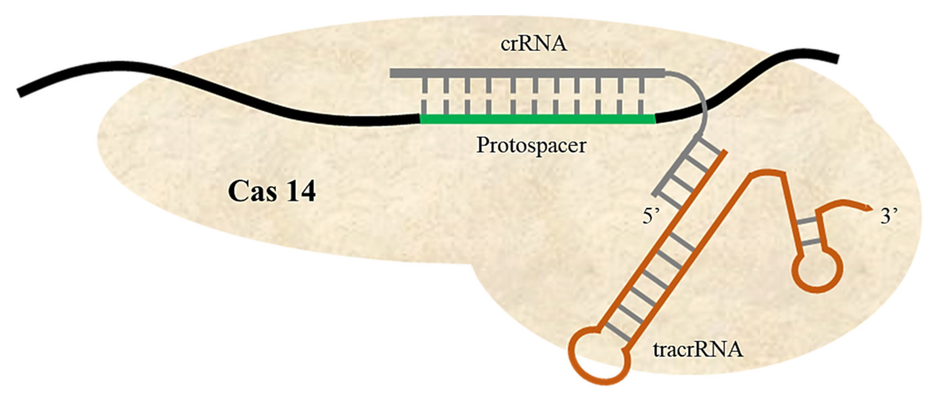 Ijms 22 11753 g005 Ijms 22 11753 g005