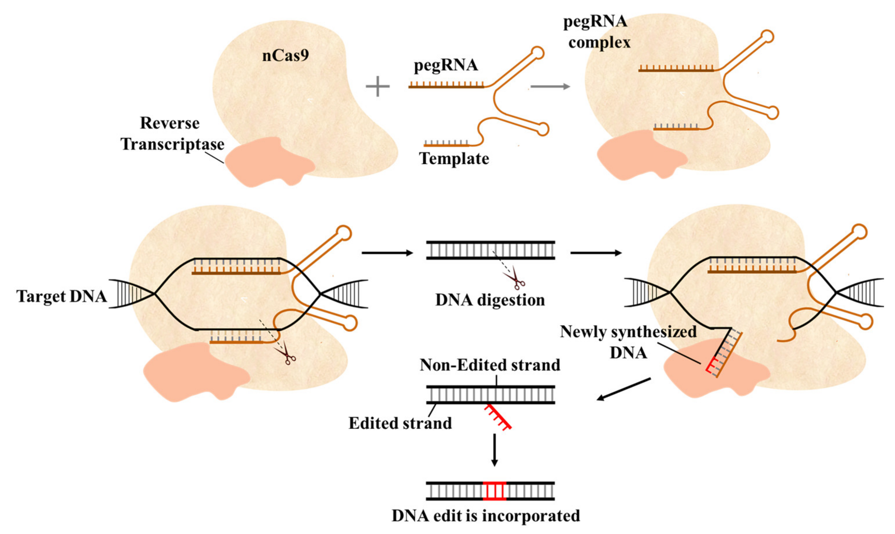 Ijms 22 11753 g007 Ijms 22 11753 g007