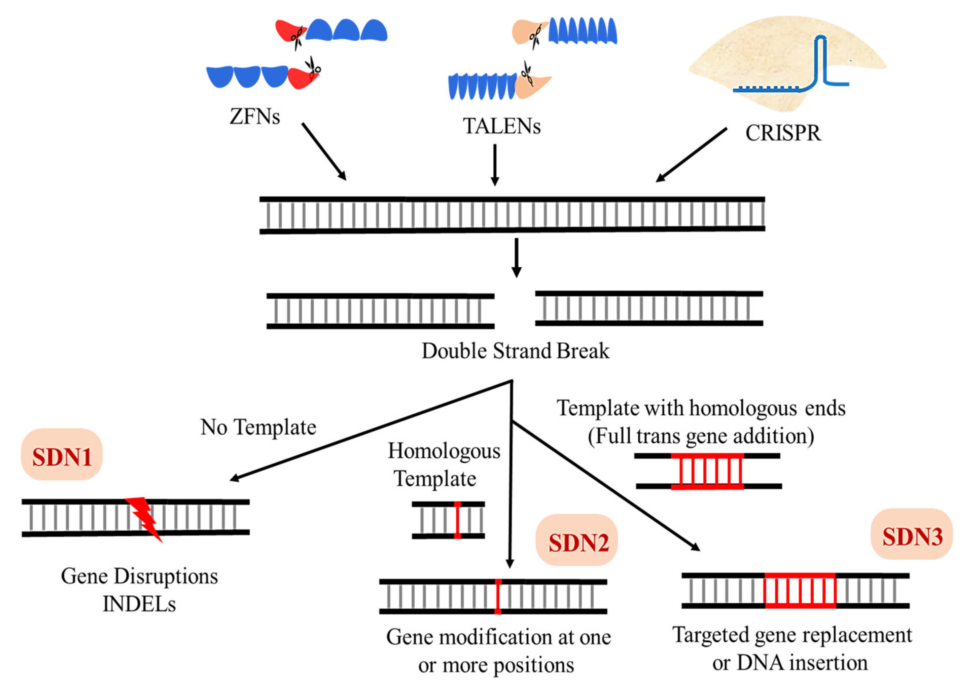 Ijms 22 11753 g008 Ijms 22 11753 g008