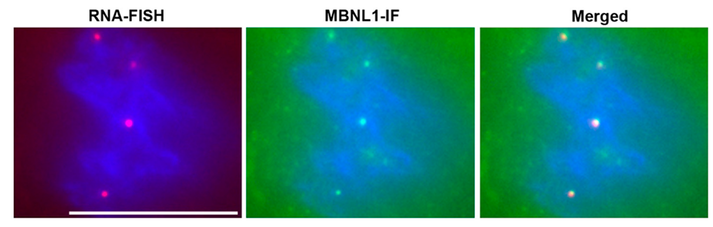 Ijms 22 11874 g002 Ijms 22 11874 g002