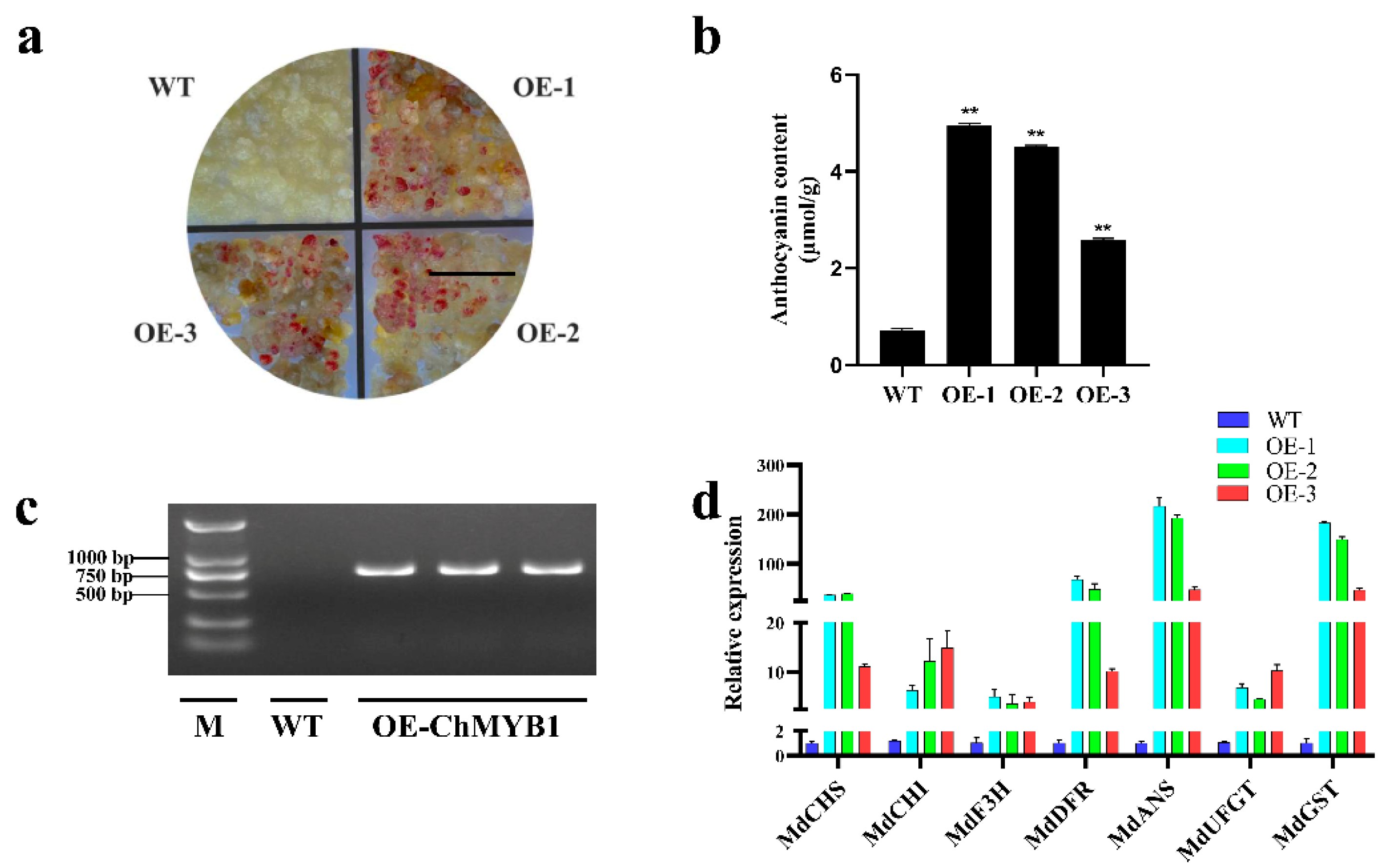 Ijms 22 11880 g007 Ijms 22 11880 g007