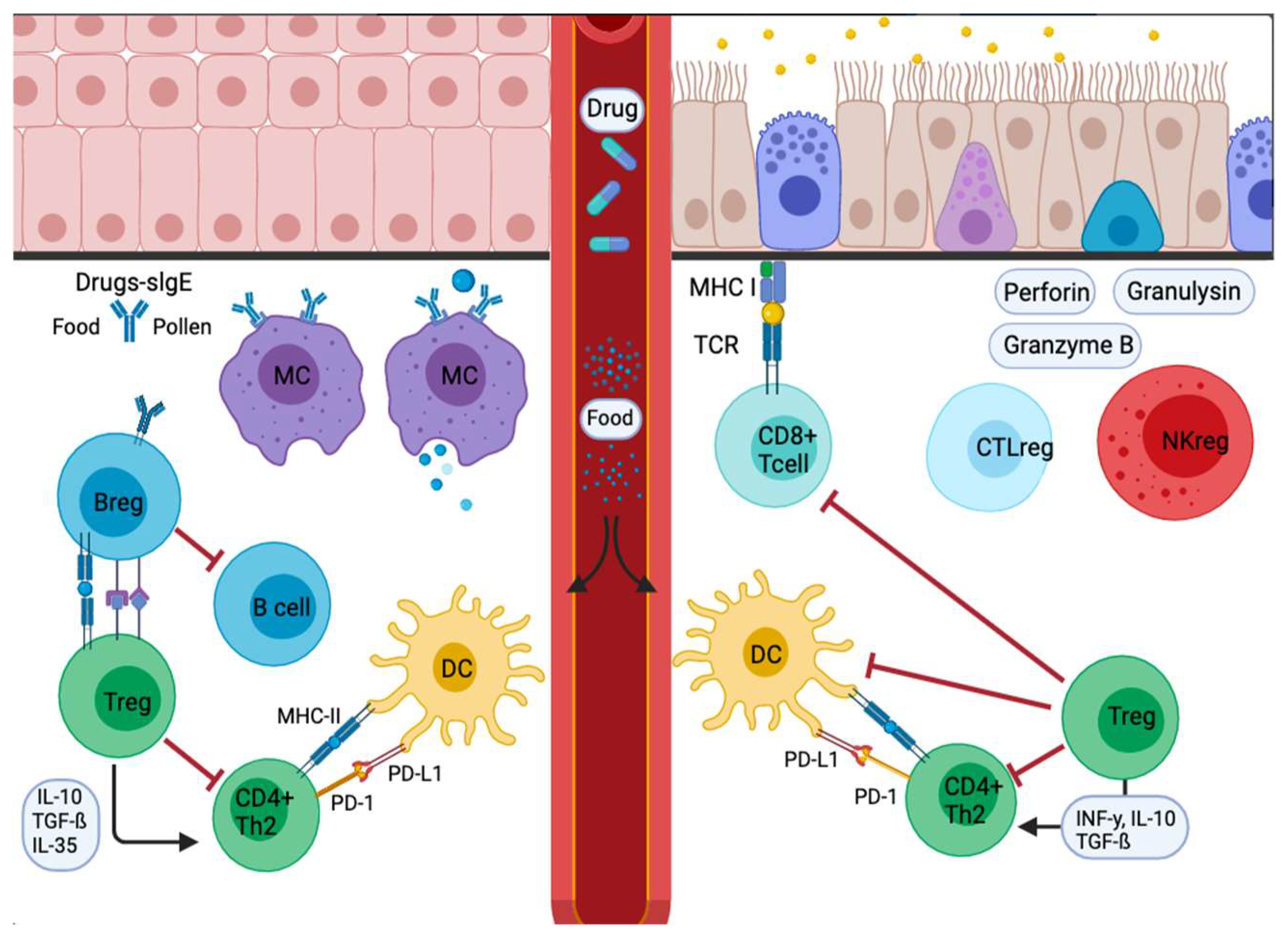 DC1s shield Tpex cells to bolster PD-1 blockade - ScienceDirect