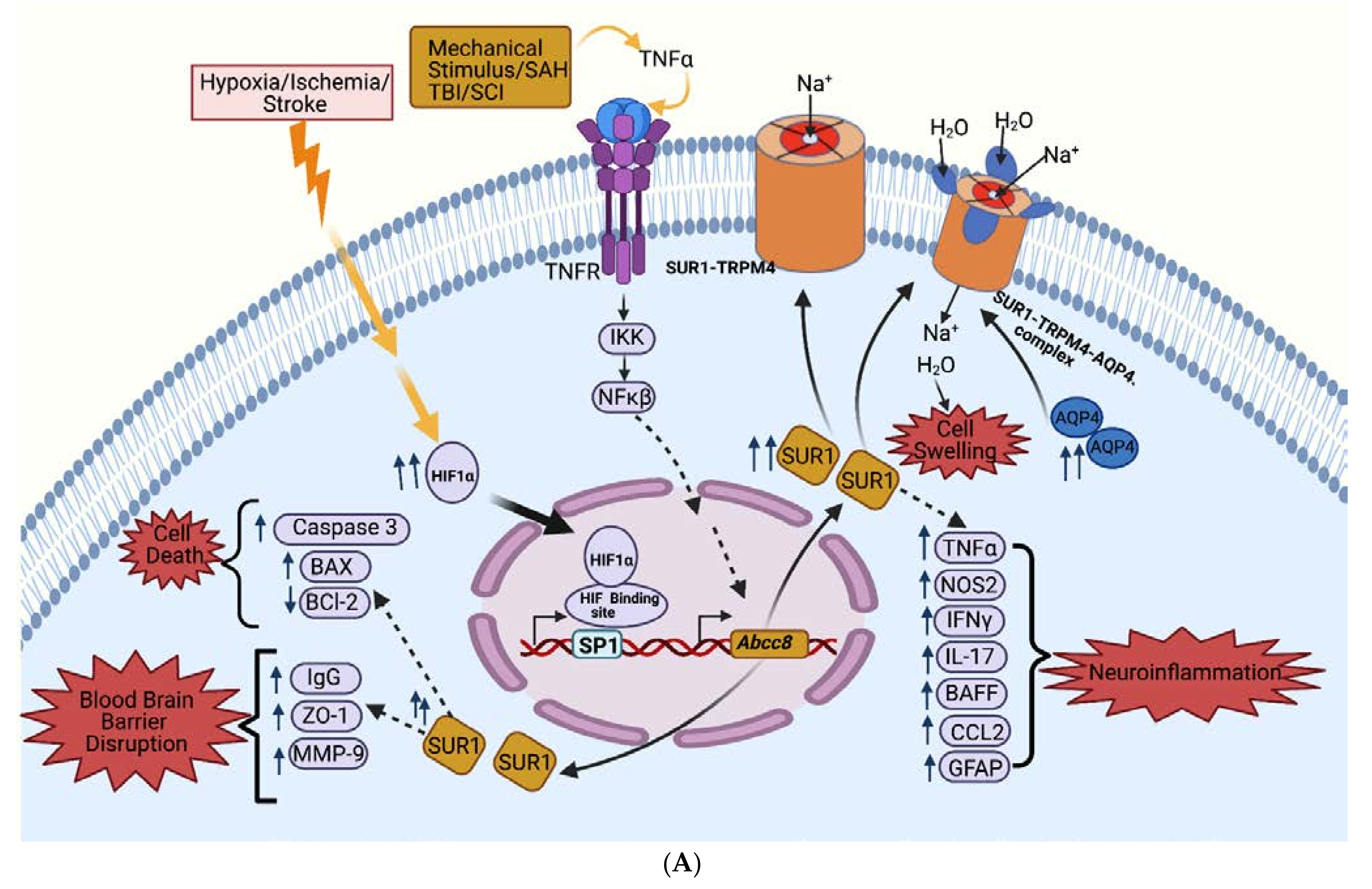 IJMS | Free Full-Text | Sulfonylurea Receptor 1 in Central Nervous System  Injury: An Updated Review