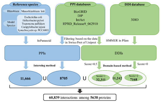 IJMS | Free Full-Text | Computationally Reconstructed Interactome of  Bradyrhizobium diazoefficiens USDA110 Reveals Novel Functional Modules and  Protein Hubs for Symbiotic Nitrogen Fixation