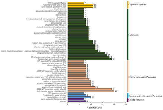 IJMS | Free Full-Text | Genome-Wide Analysis of Alternative 
