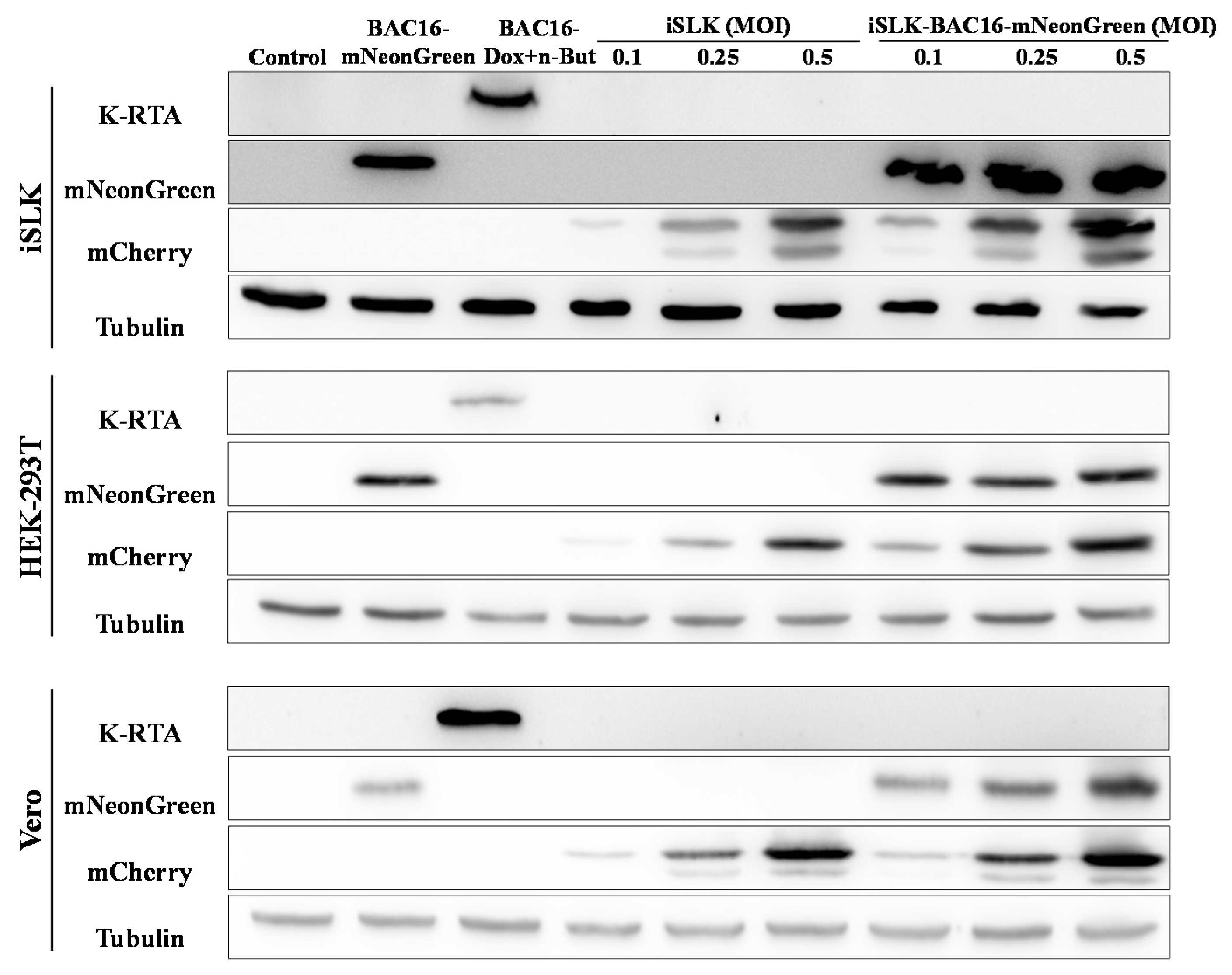 Ijms 22 11994 g005 Ijms 22 11994 g005