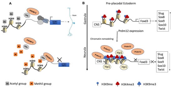 IJMS | Free Full-Text | PRDM12 in Health and Diseases