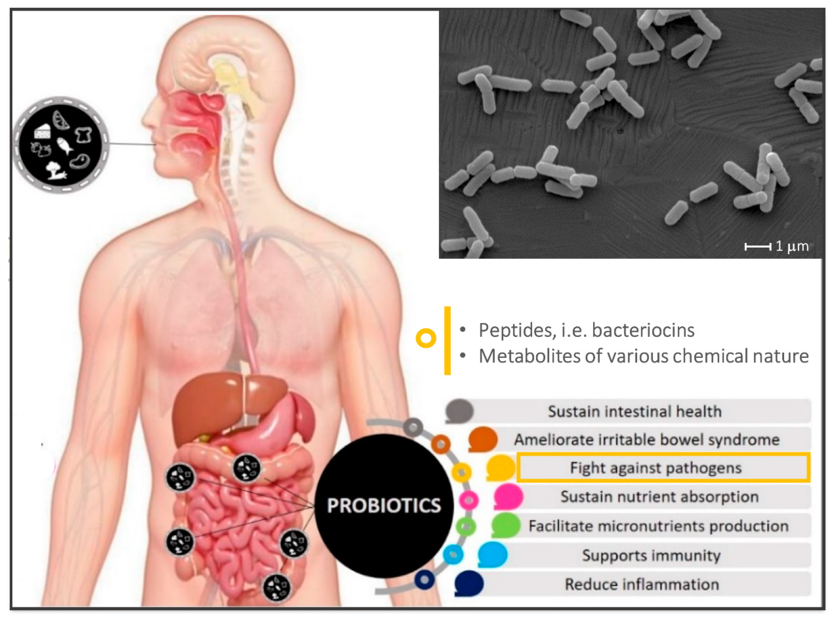 IJMS | Free Full-Text | Bioprospecting Antimicrobials from  Lactiplantibacillus plantarum: Key Factors Underlying Its Probiotic Action  | HTML