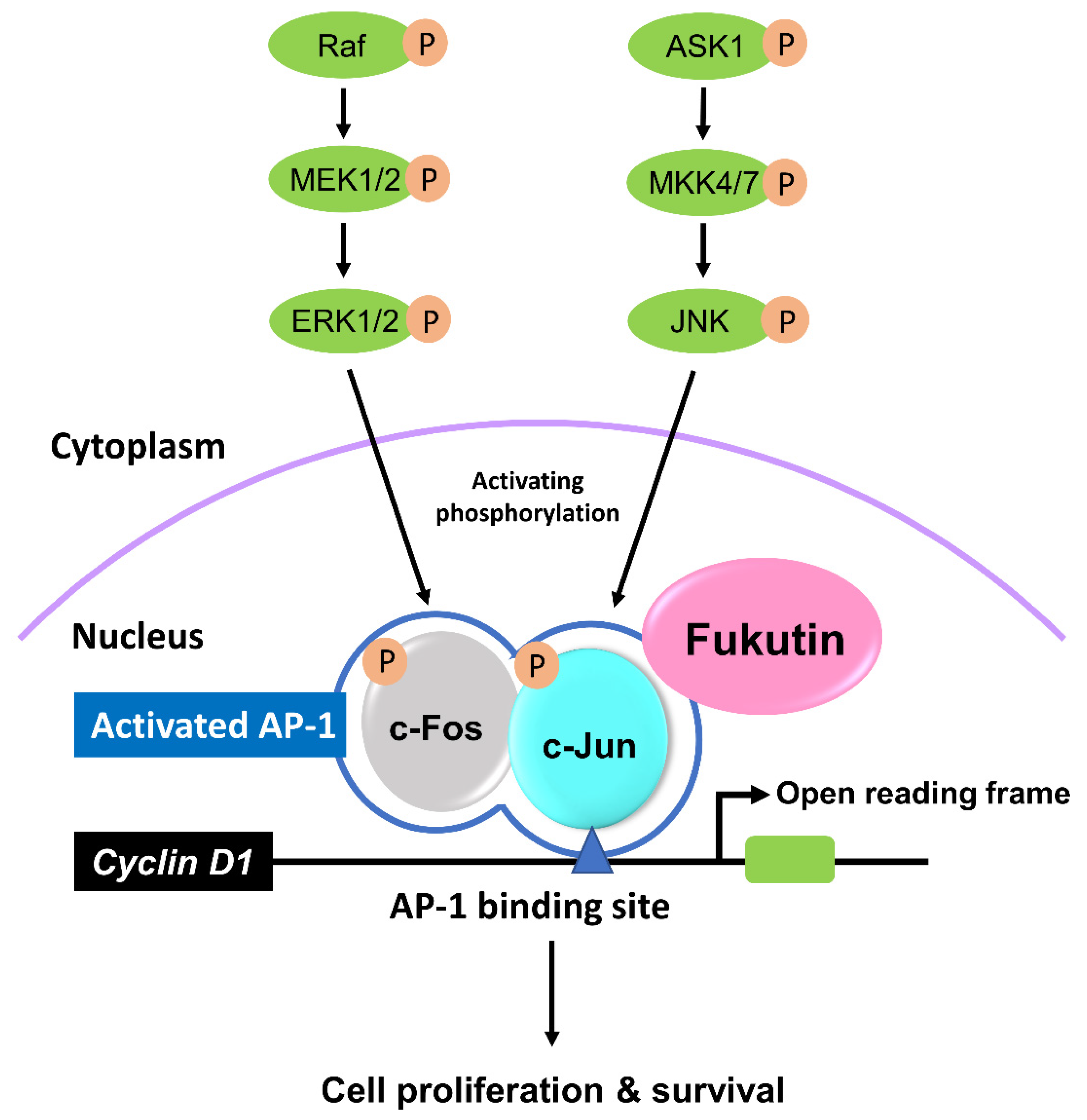 activator protein
