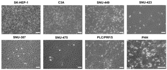 SK-Hep-1 Cell Lines Complete Growth Medium