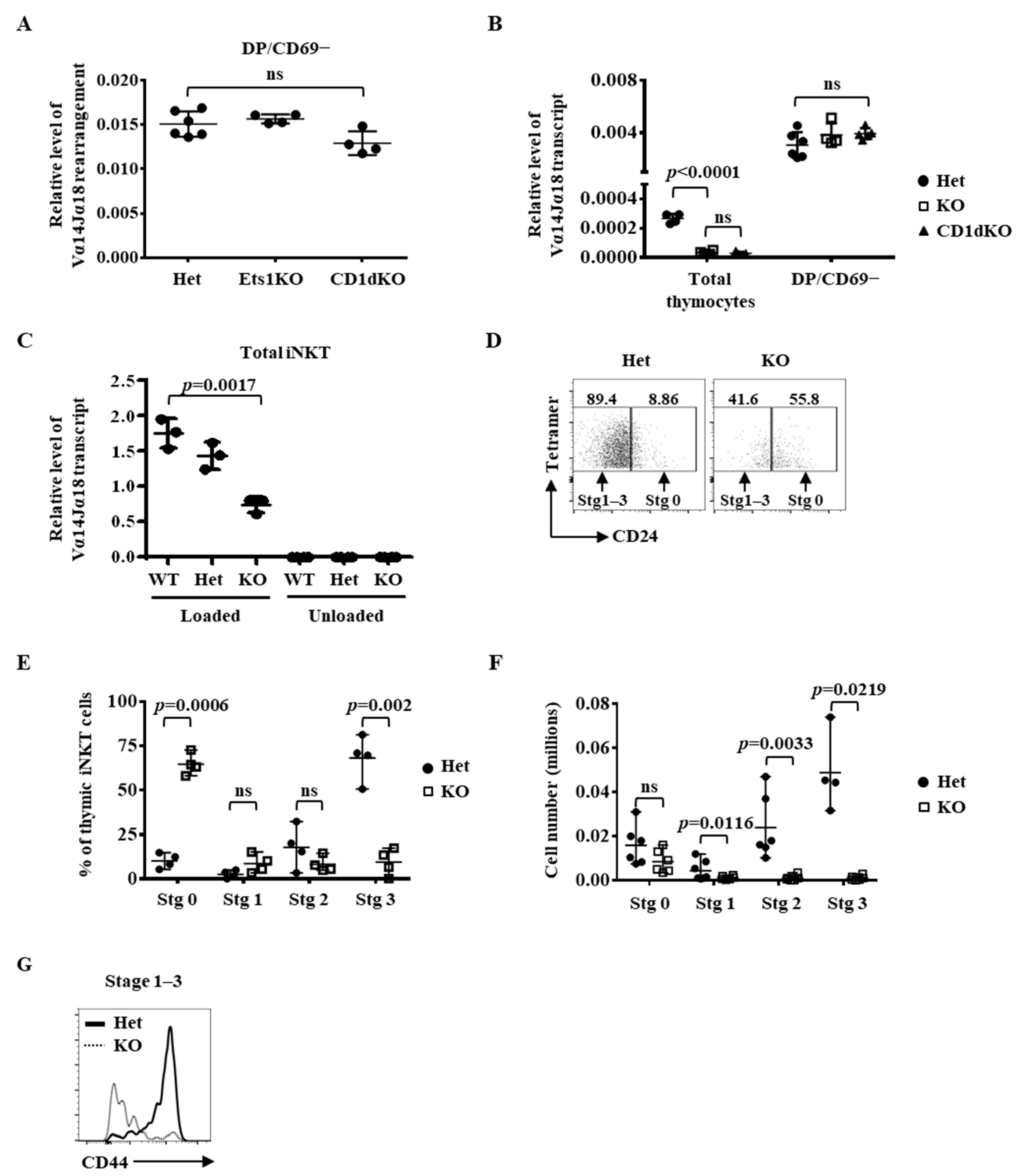 IJMS | Free Full-Text | Ets1 Promotes the Differentiation of Post