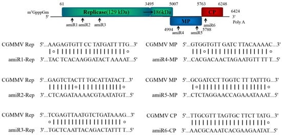 IJMS | Free Full-Text | Polycistronic Artificial microRNA-Mediated  Resistance to Cucumber Green Mottle Mosaic Virus in Cucumber | HTML