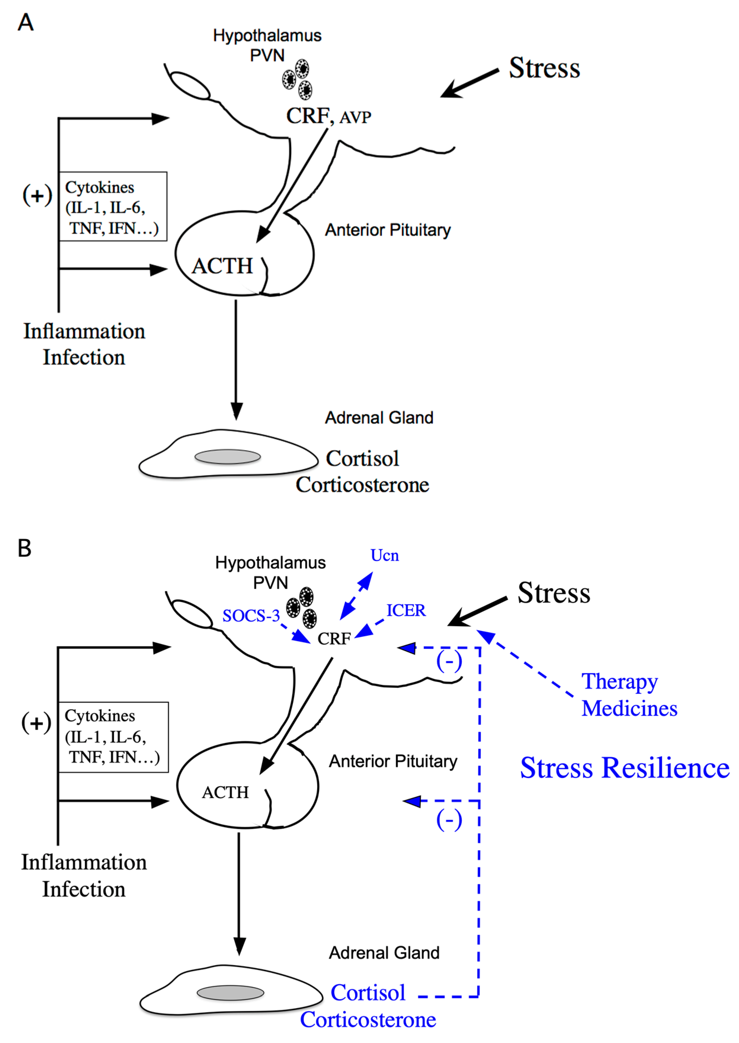 Ijms Free Full Text Hypothalamic Regulation Of Corticotropin Releasing Factor Under Stress 4887