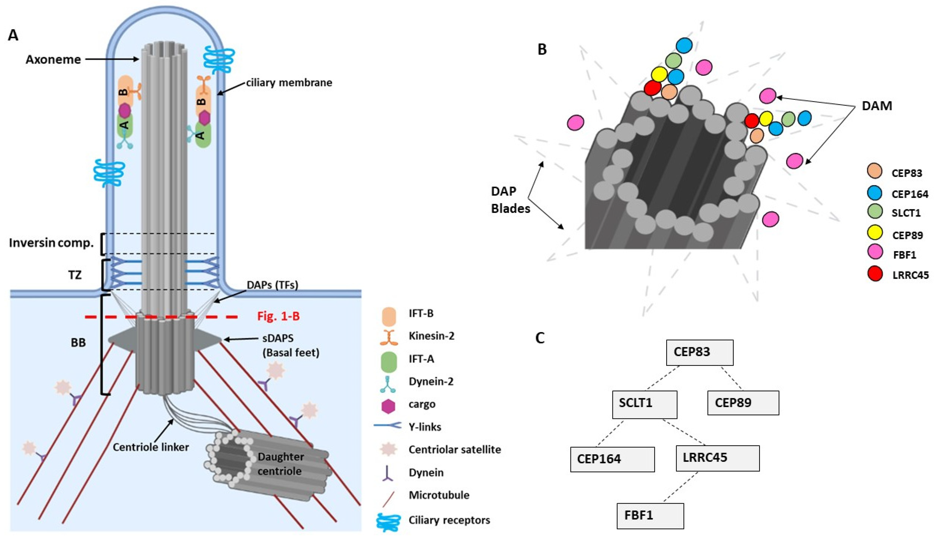 Ijms Free Full Text The Role Of Centrosome Distal Appendage