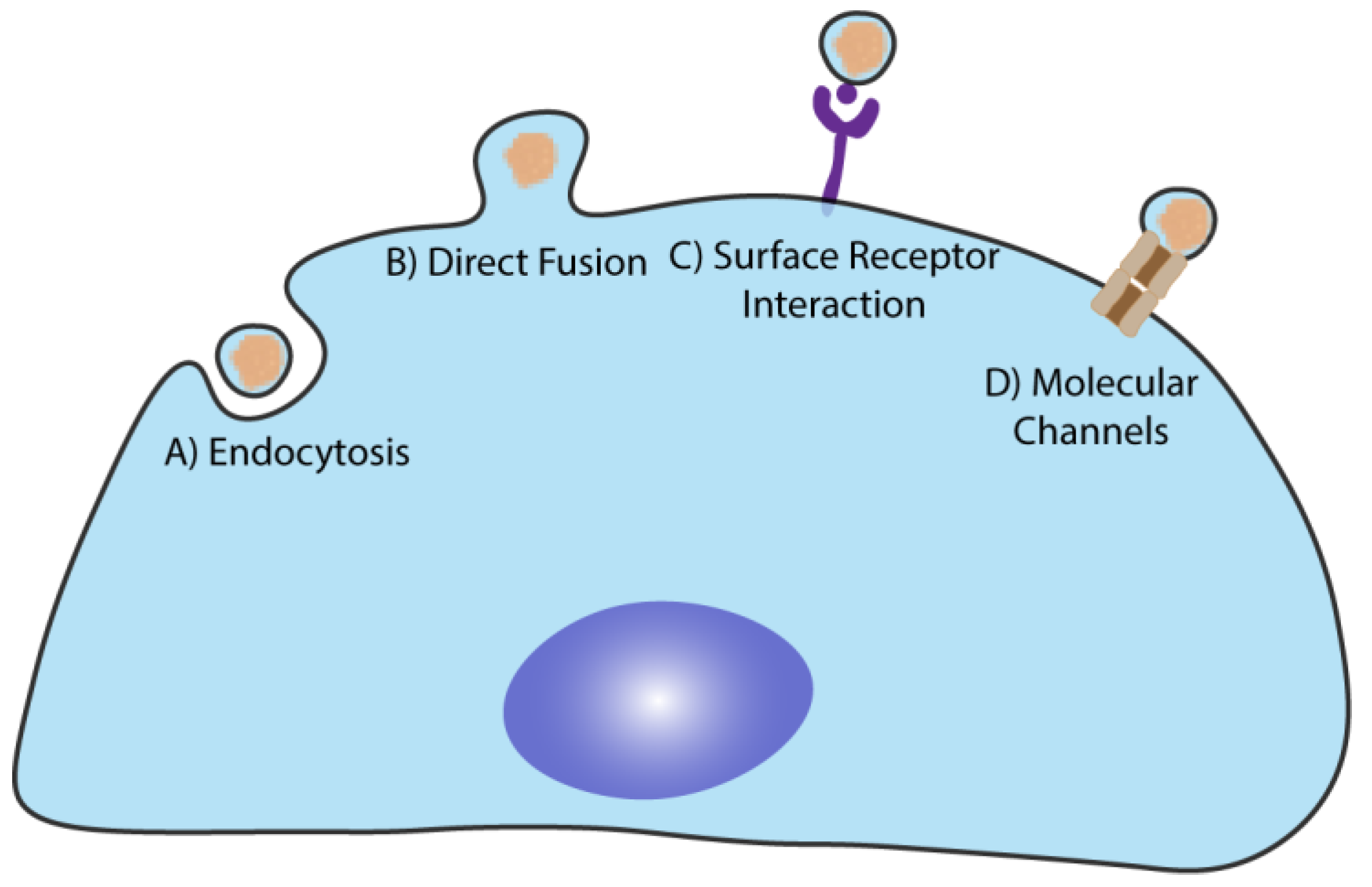 Ijms 22 12288 g004 Ijms 22 12288 g004