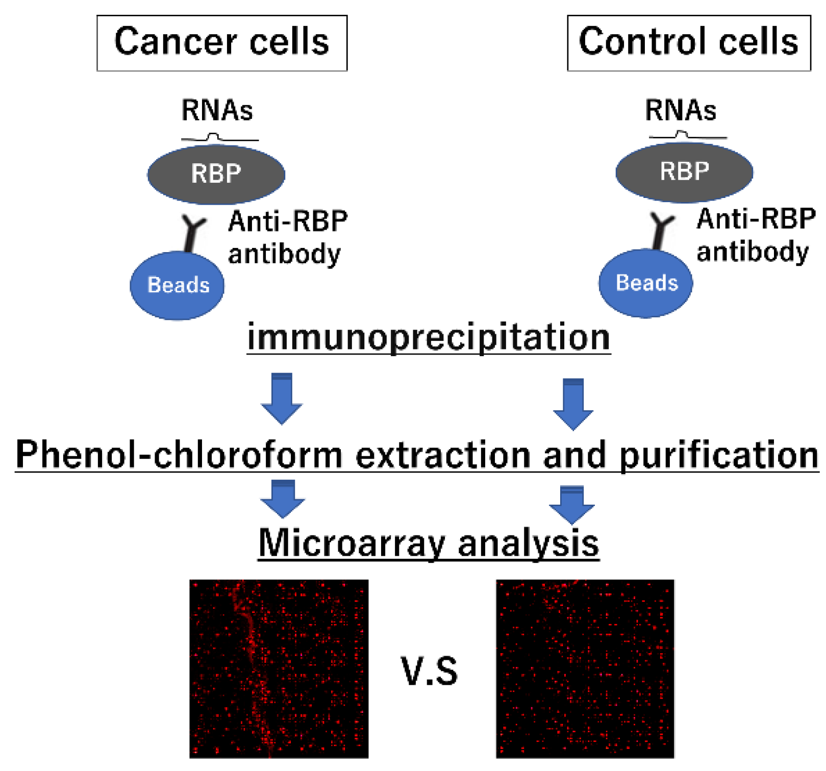 Ijms 22 12303 g003 Ijms 22 12303 g003