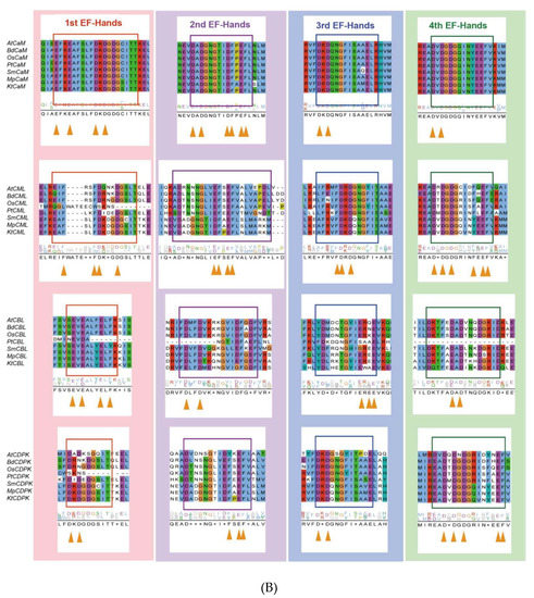 IJMS | Free Full-Text | Molecular Evolution of Calcium Signaling and ...