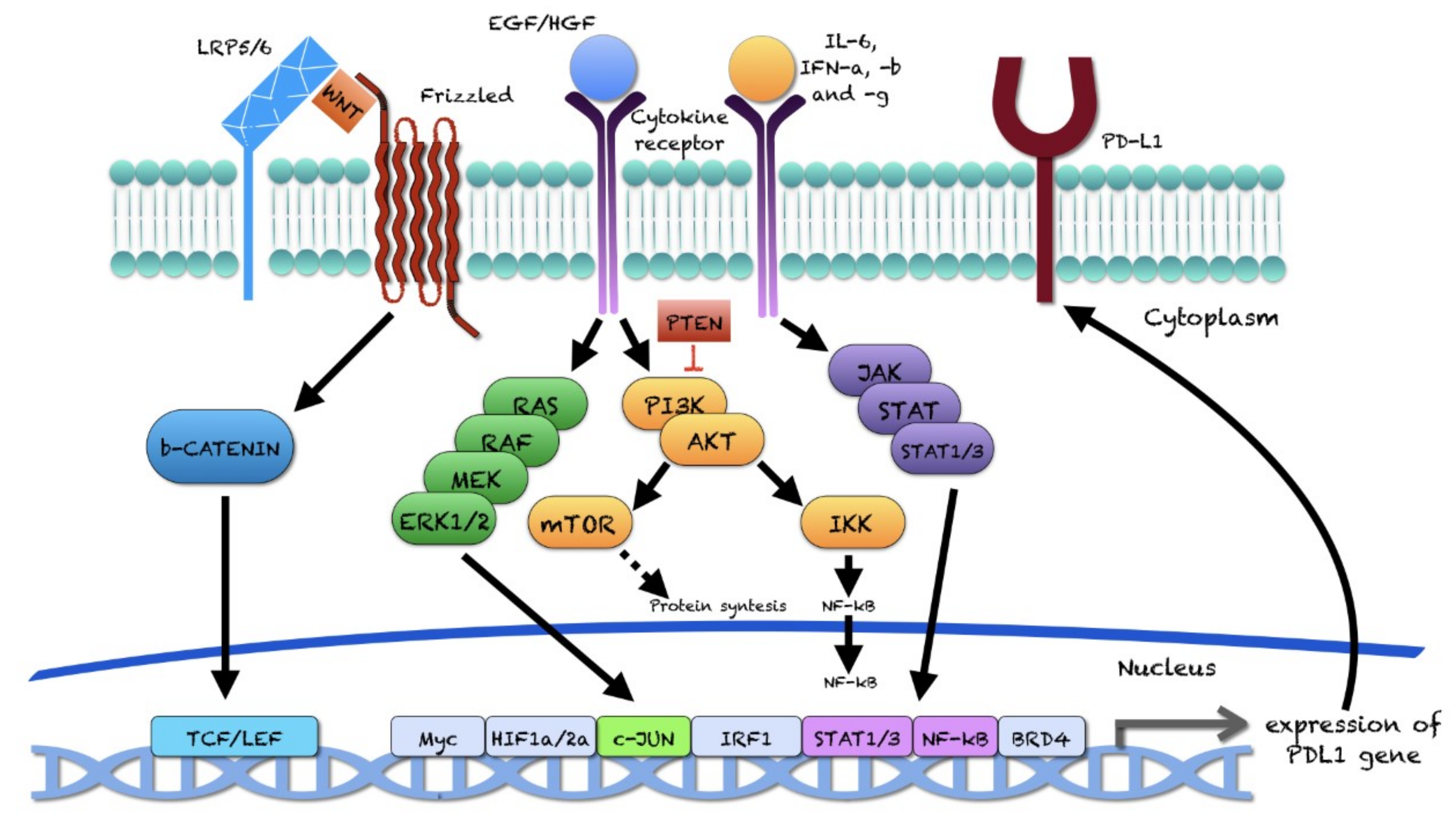 Ijms 22 12330 g002 Ijms 22 12330 g002