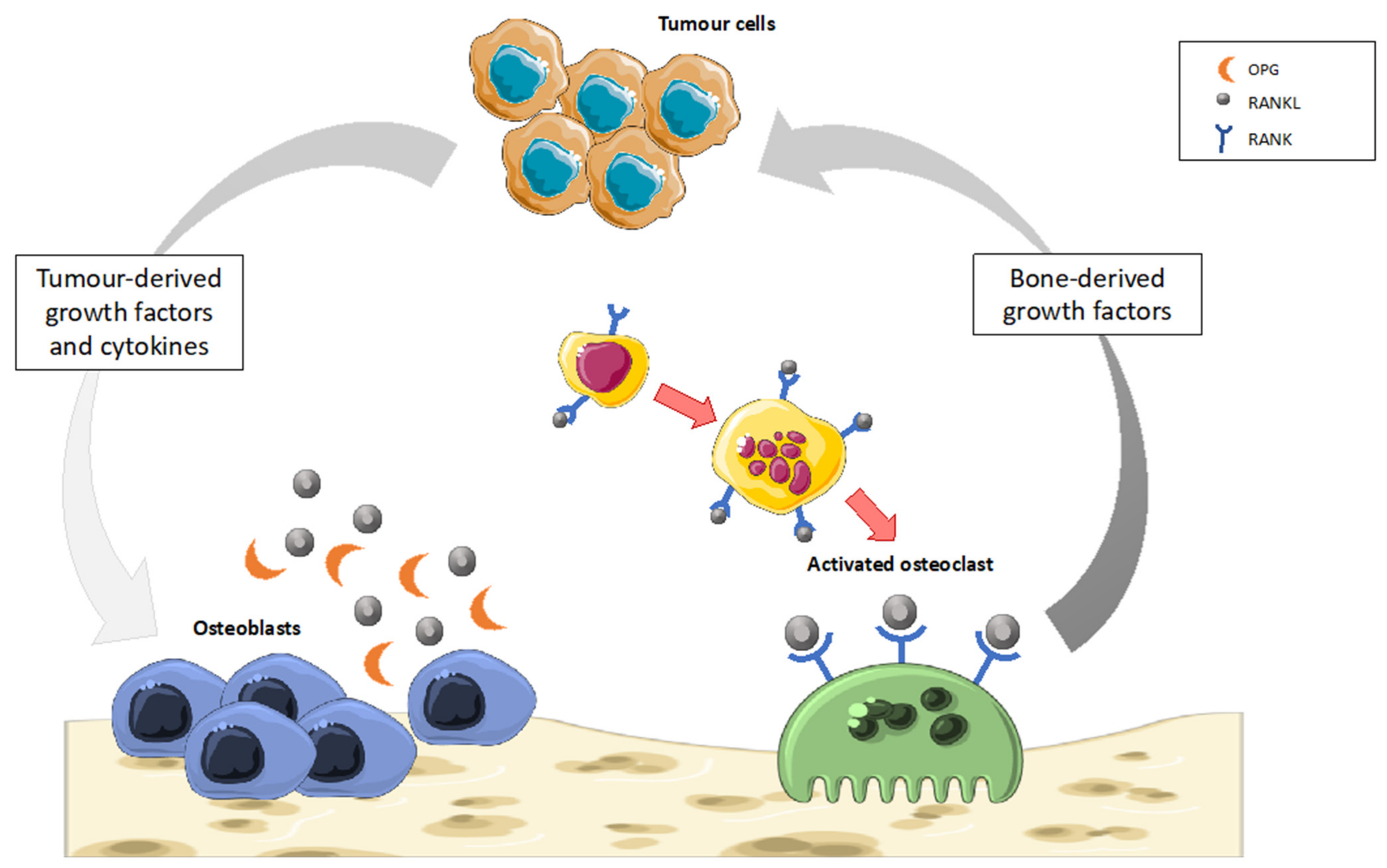 Ijms 22 12374 g005 Ijms 22 12374 g005