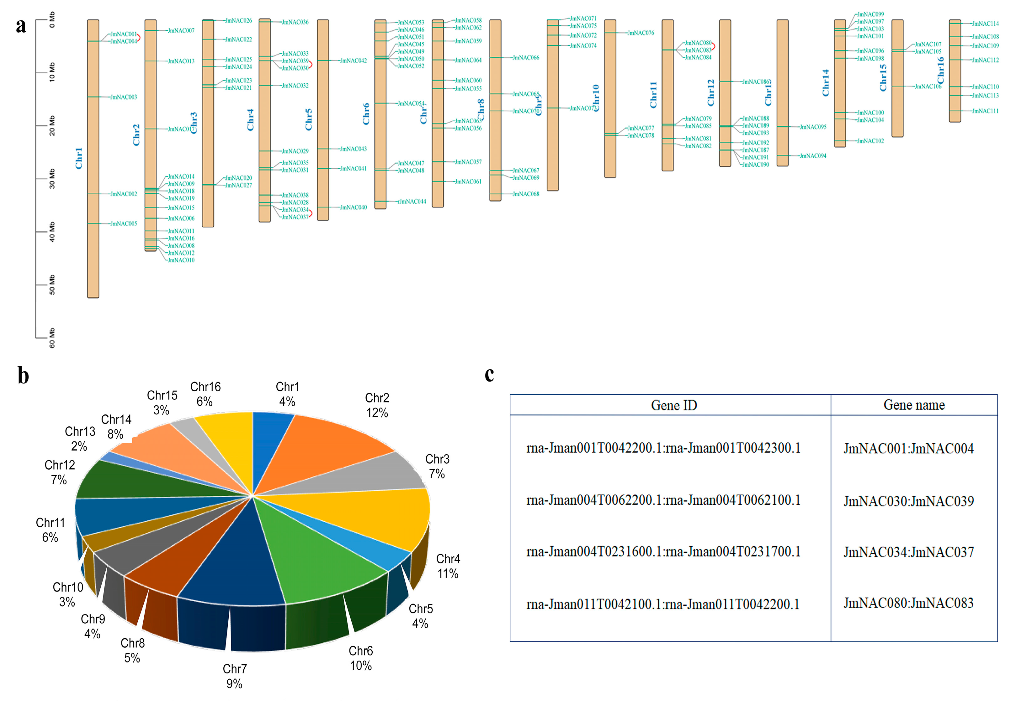 IJMS | Free Full-Text | Genome-Wide Identification of NAC 