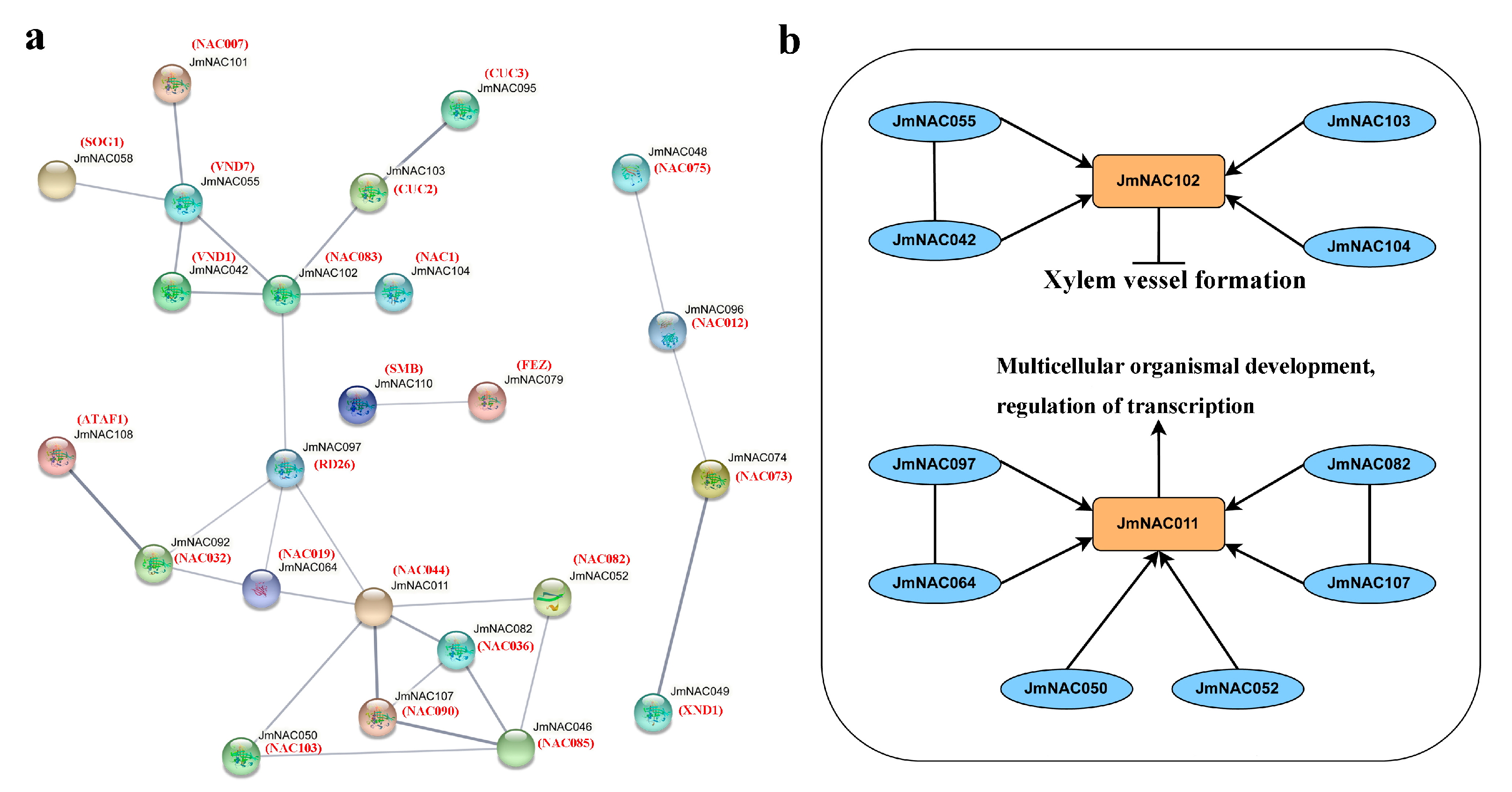 Ijms 22 12414 g004 Ijms 22 12414 g004