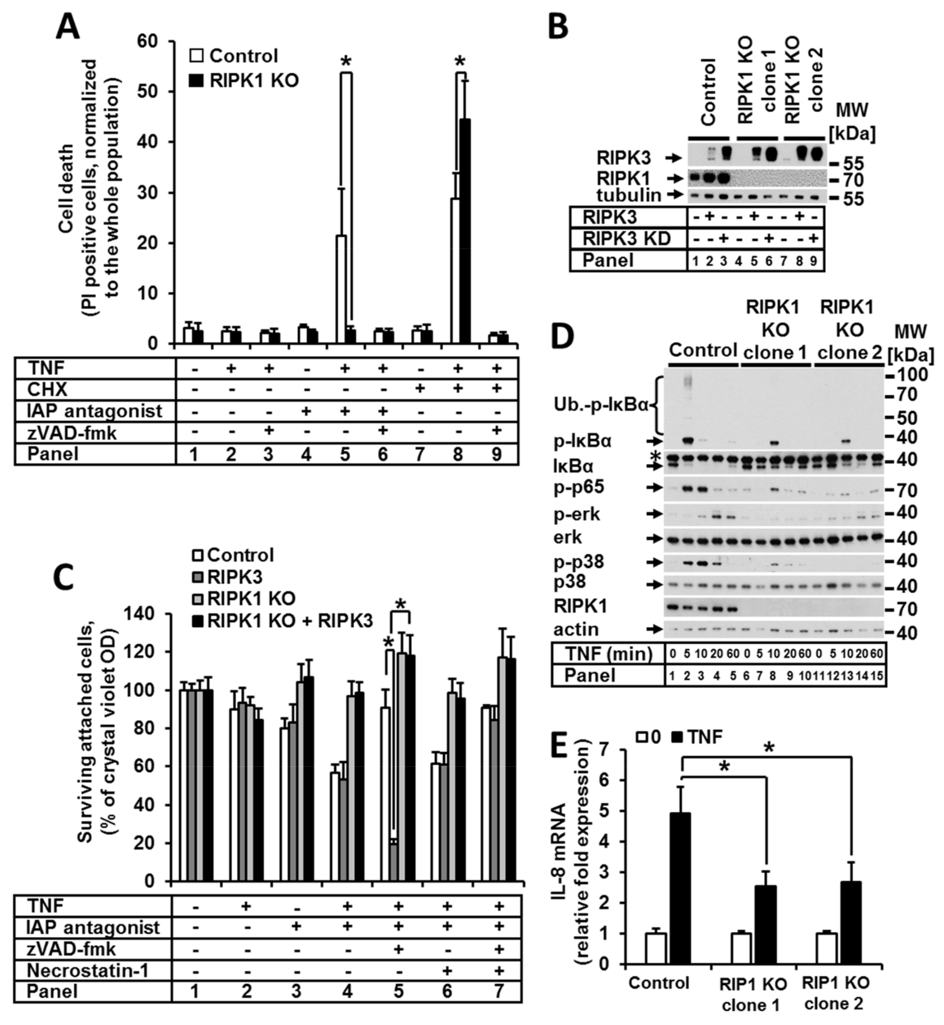 TNF--induced TAK1 phosphorylation at Thr-187. A, HeLa cells (2 10 6