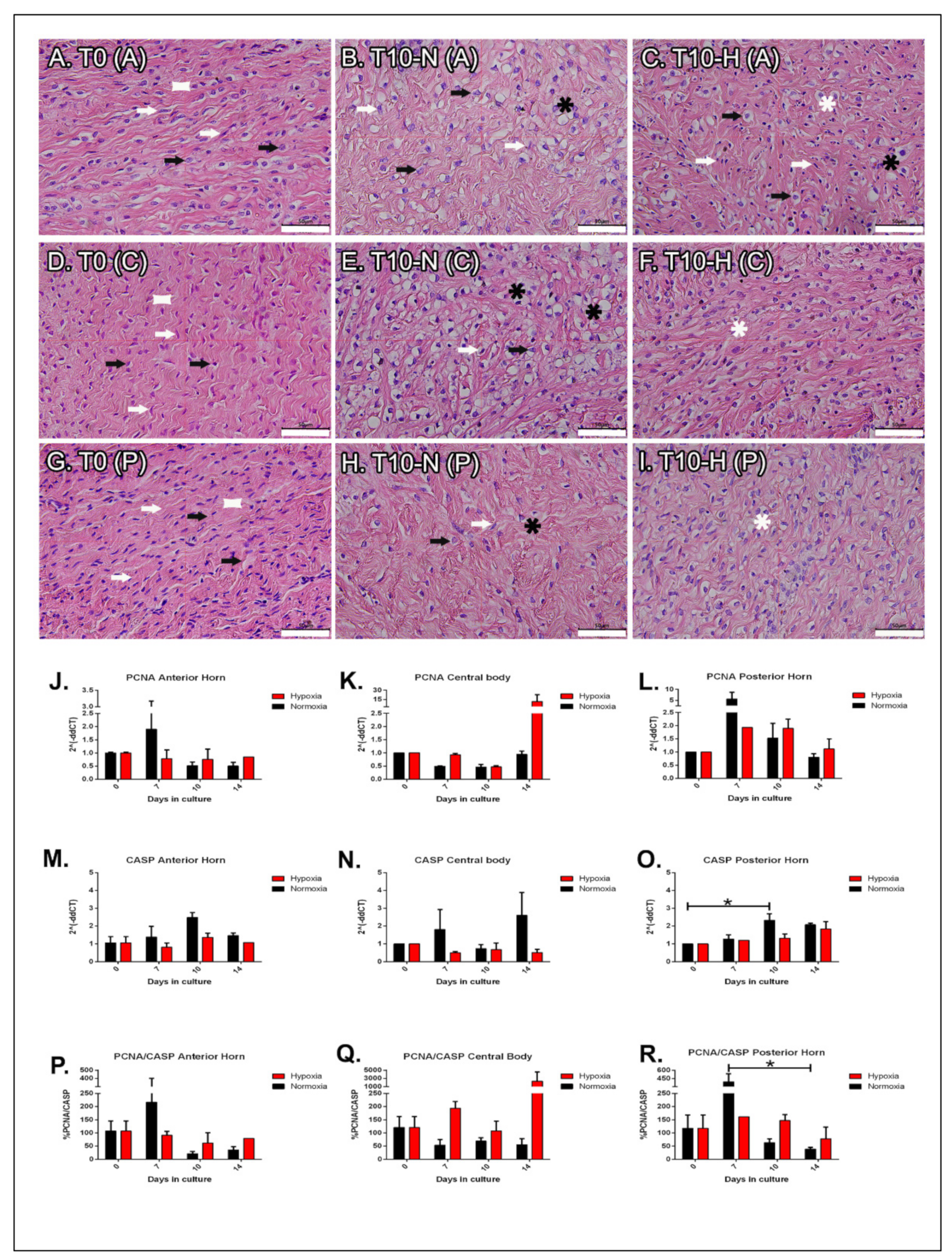 IJMS | Free Full-Text | Testing Hypoxia in Pig Meniscal Culture