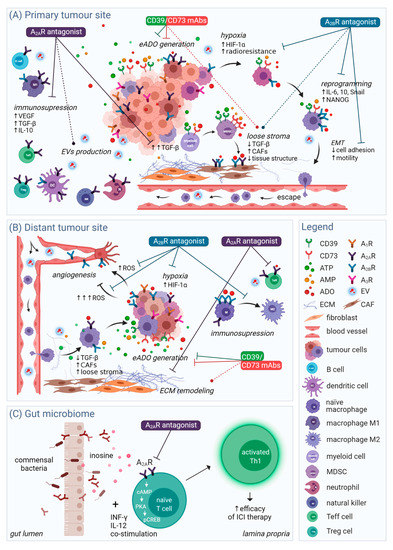 IJMS | Free Full-Text | Current Adenosinergic Therapies: What Do Cancer  Cells Stand to Gain and Lose?