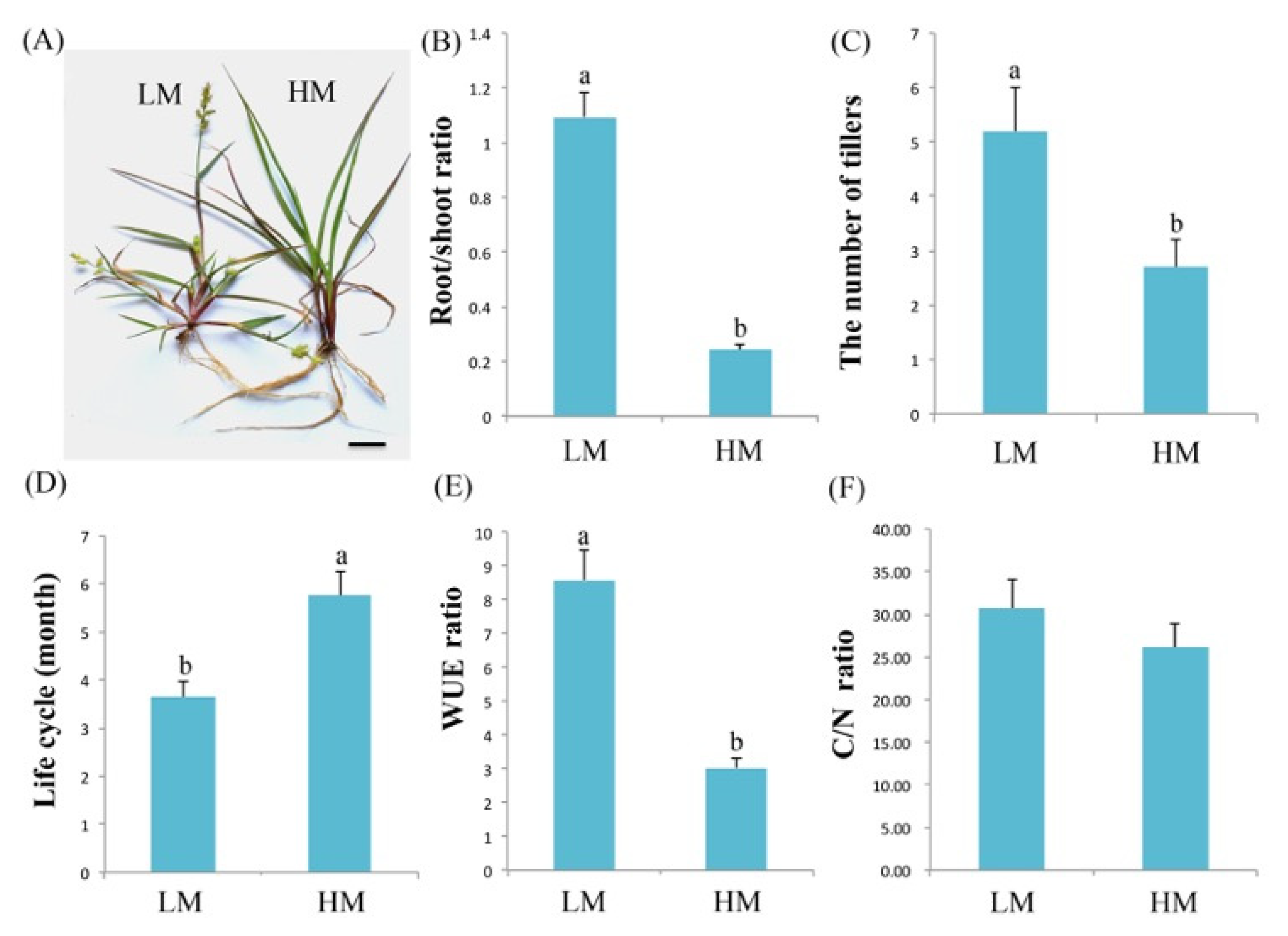 IJMS | Free Full-Text | Sandbur Drought Tolerance Reflects Phenotypic  Plasticity Based on the Accumulation of Sugars, Lipids, and Flavonoid  Intermediates and the Scavenging of Reactive Oxygen Species in the Root