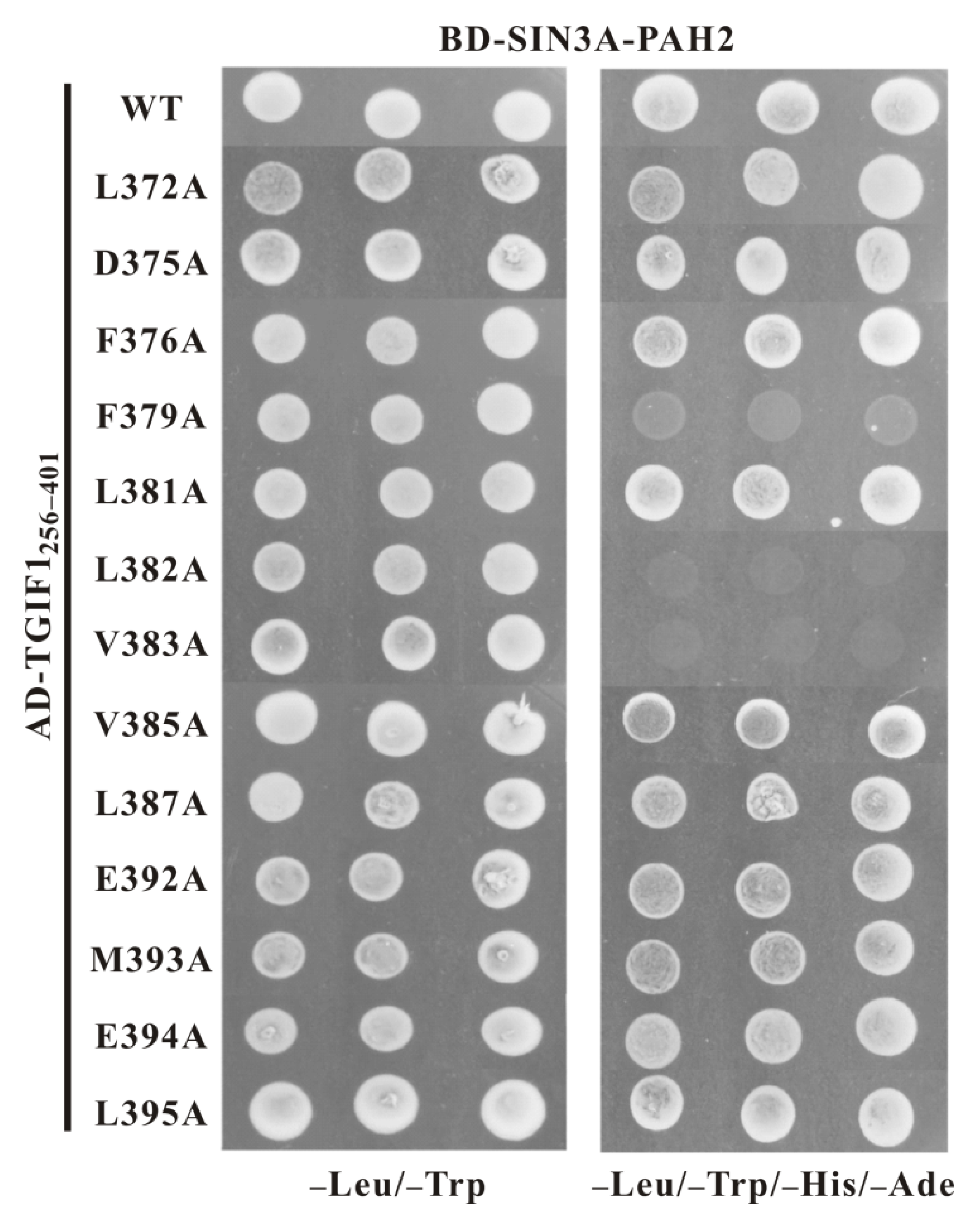 Ijms 22 12631 g005 Ijms 22 12631 g005