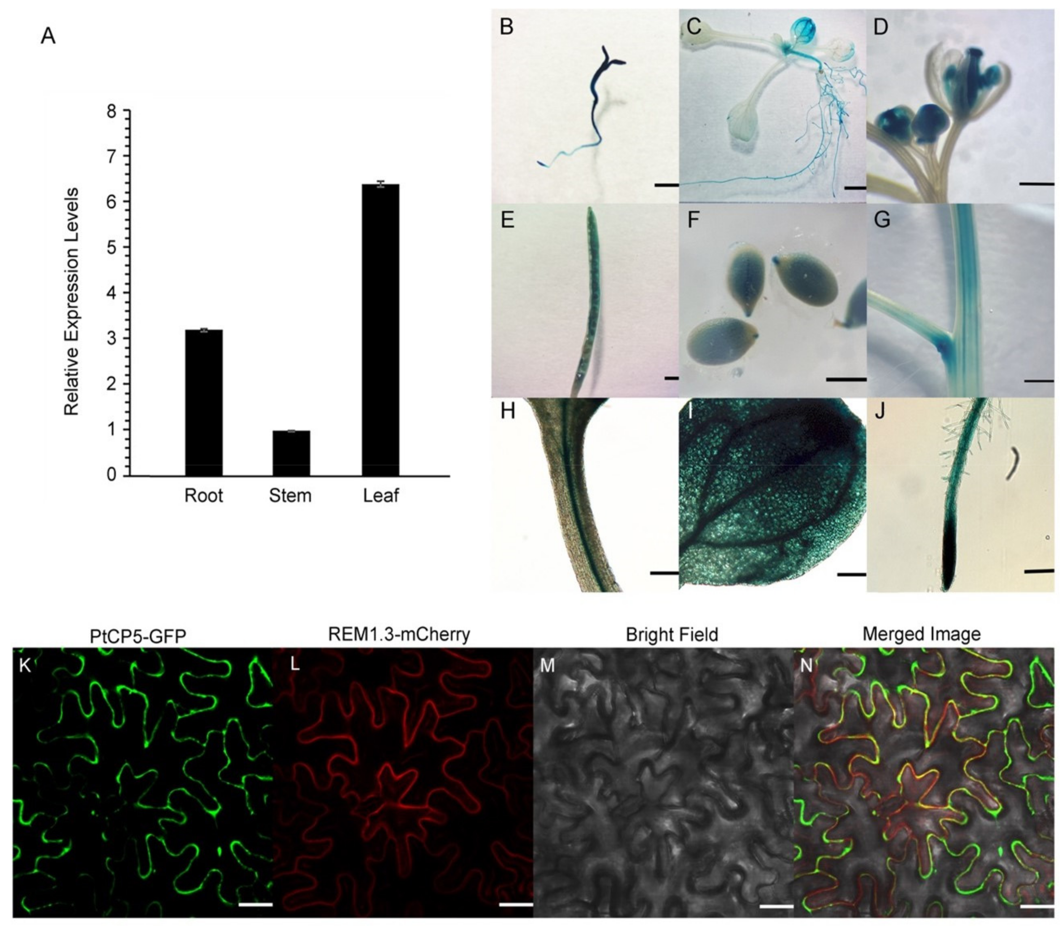 PSV form through remodeling of the LV in Arabidopsis leaf cells