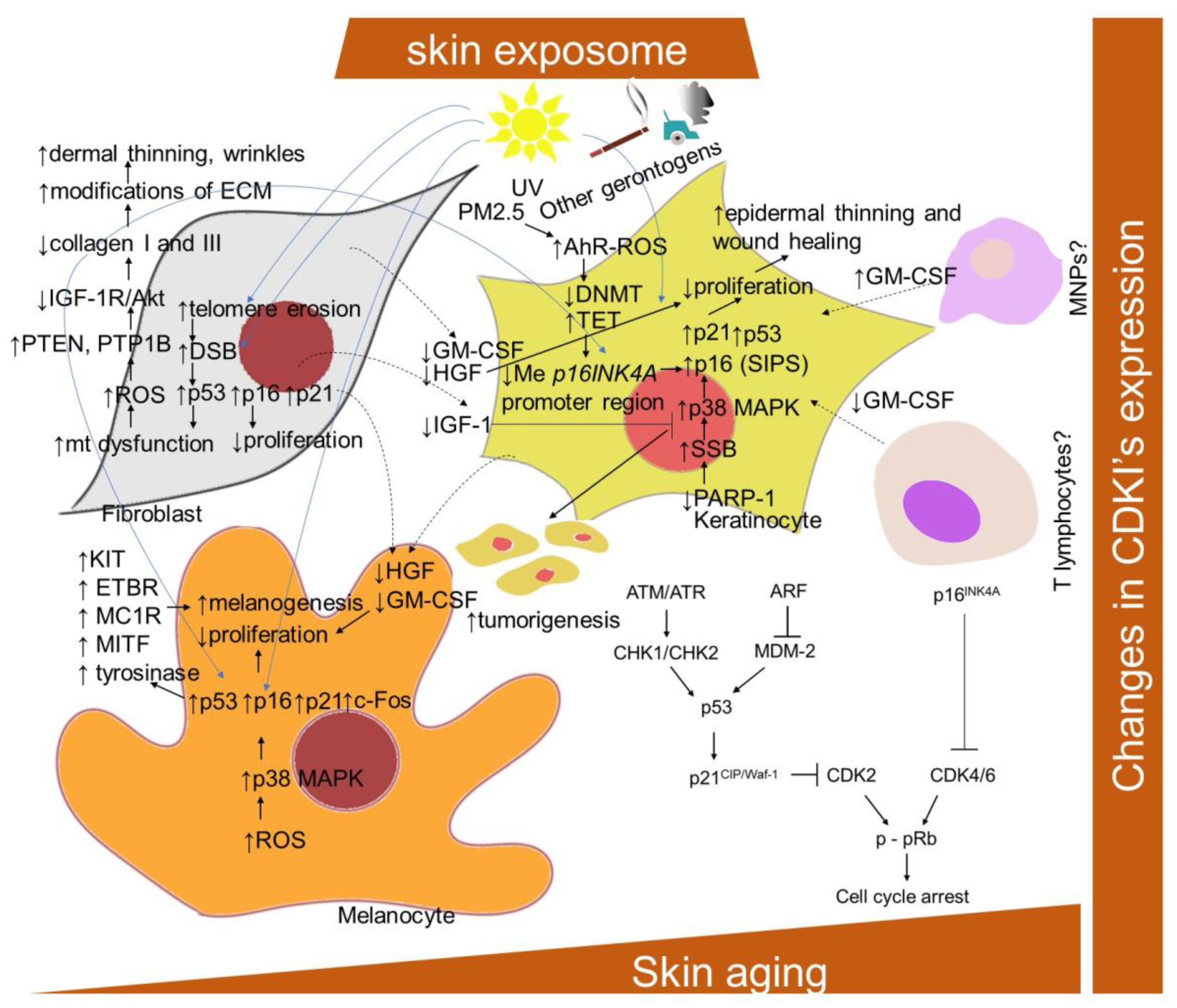 IJMS | Free Full-Text | Skin Aging, Cellular Senescence and Natural  Polyphenols