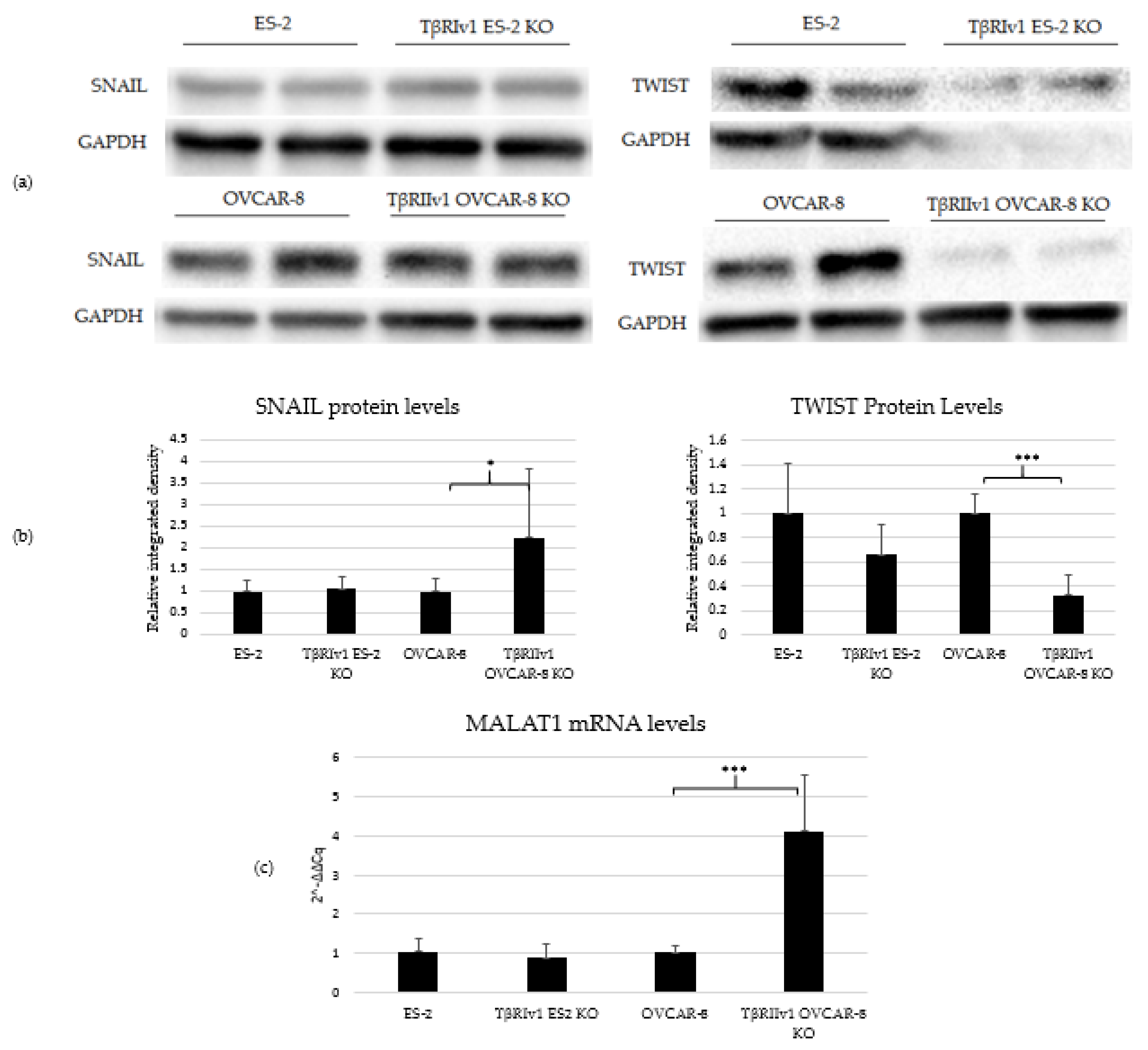 Ijms 22 12647 g007 Ijms 22 12647 g007