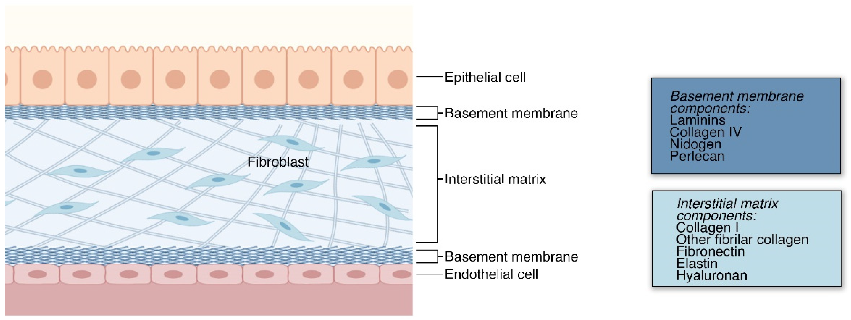 Ijms 22 12690 g001 Ijms 22 12690 g001