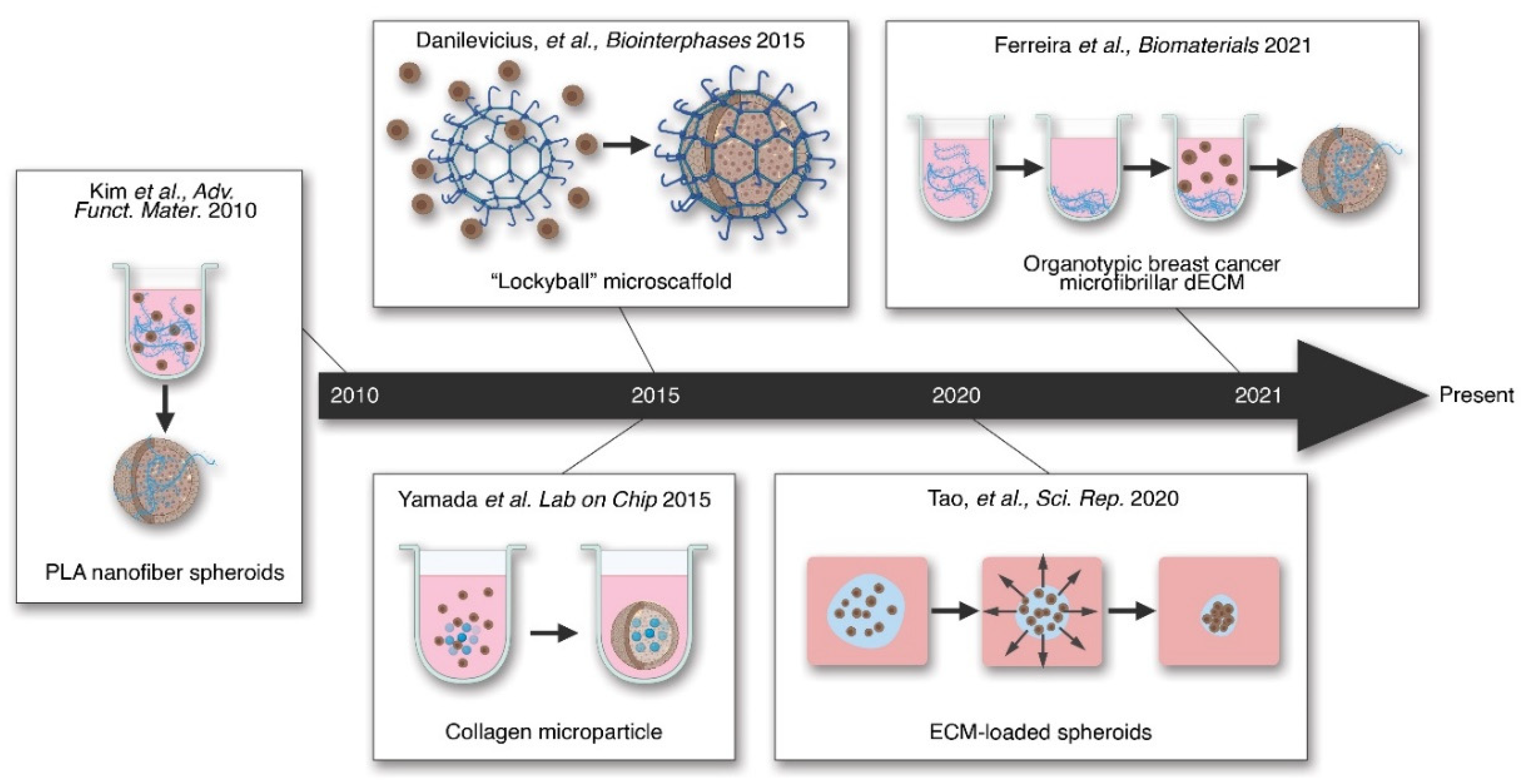 Ijms 22 12690 g004 Ijms 22 12690 g004