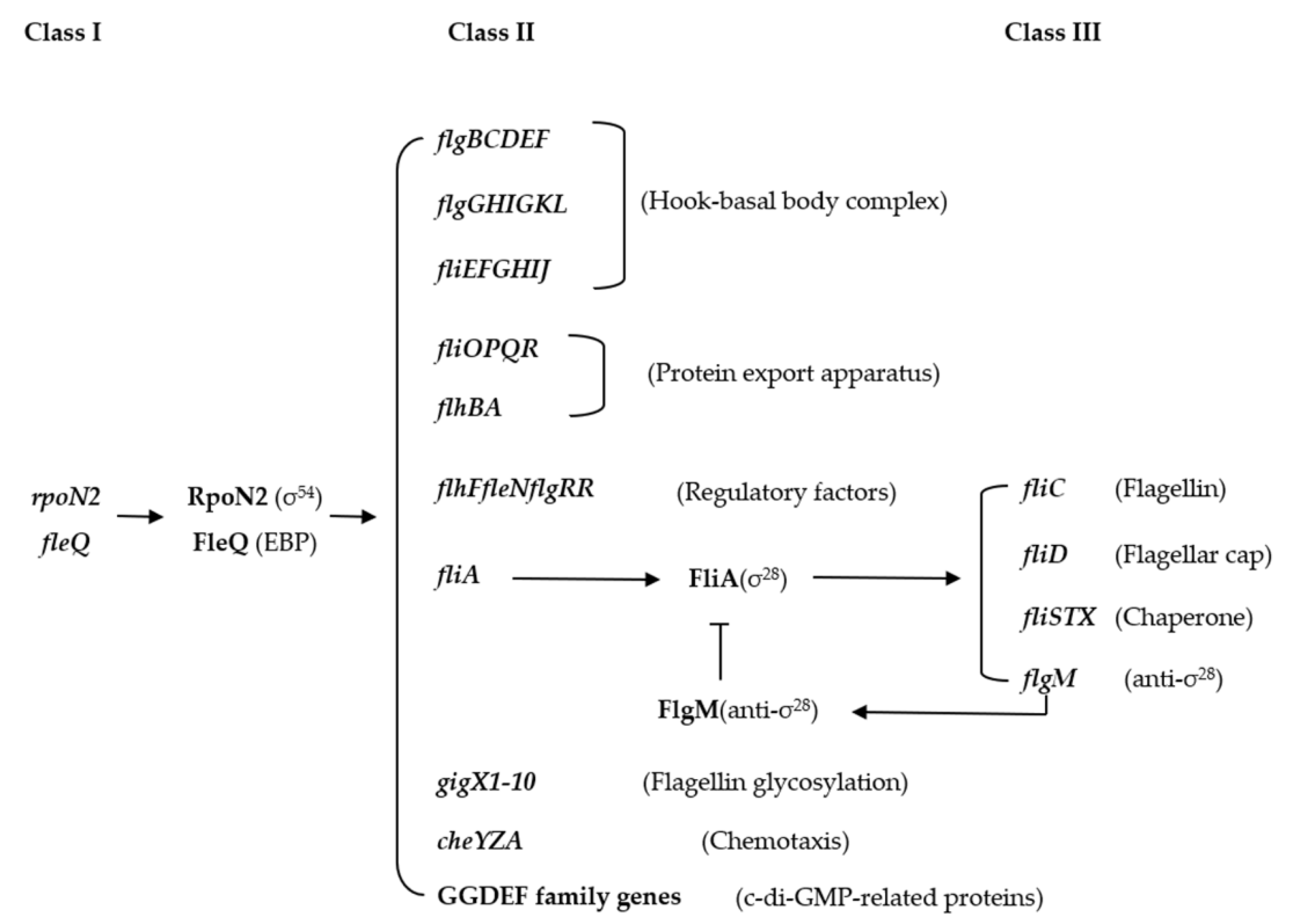 Ijms 22 12692 g003 Ijms 22 12692 g003