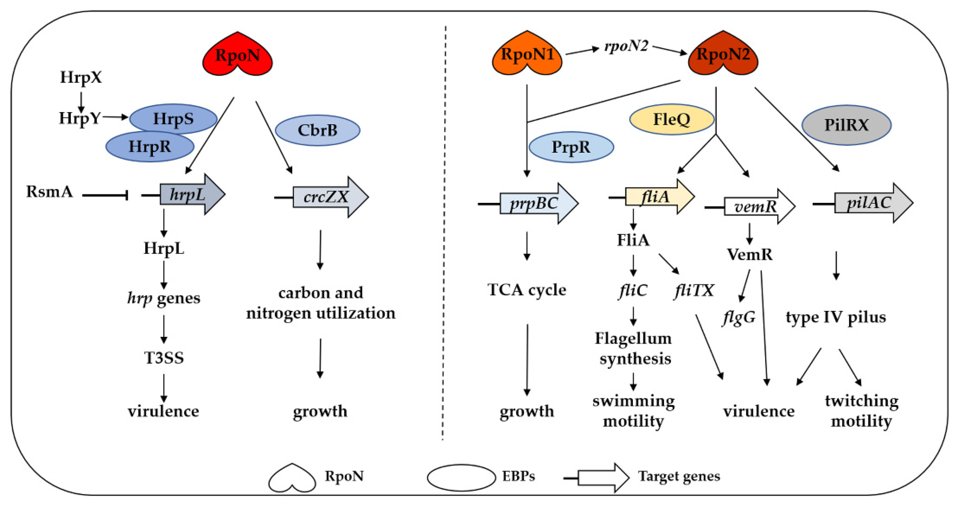 Ijms 22 12692 g004 Ijms 22 12692 g004