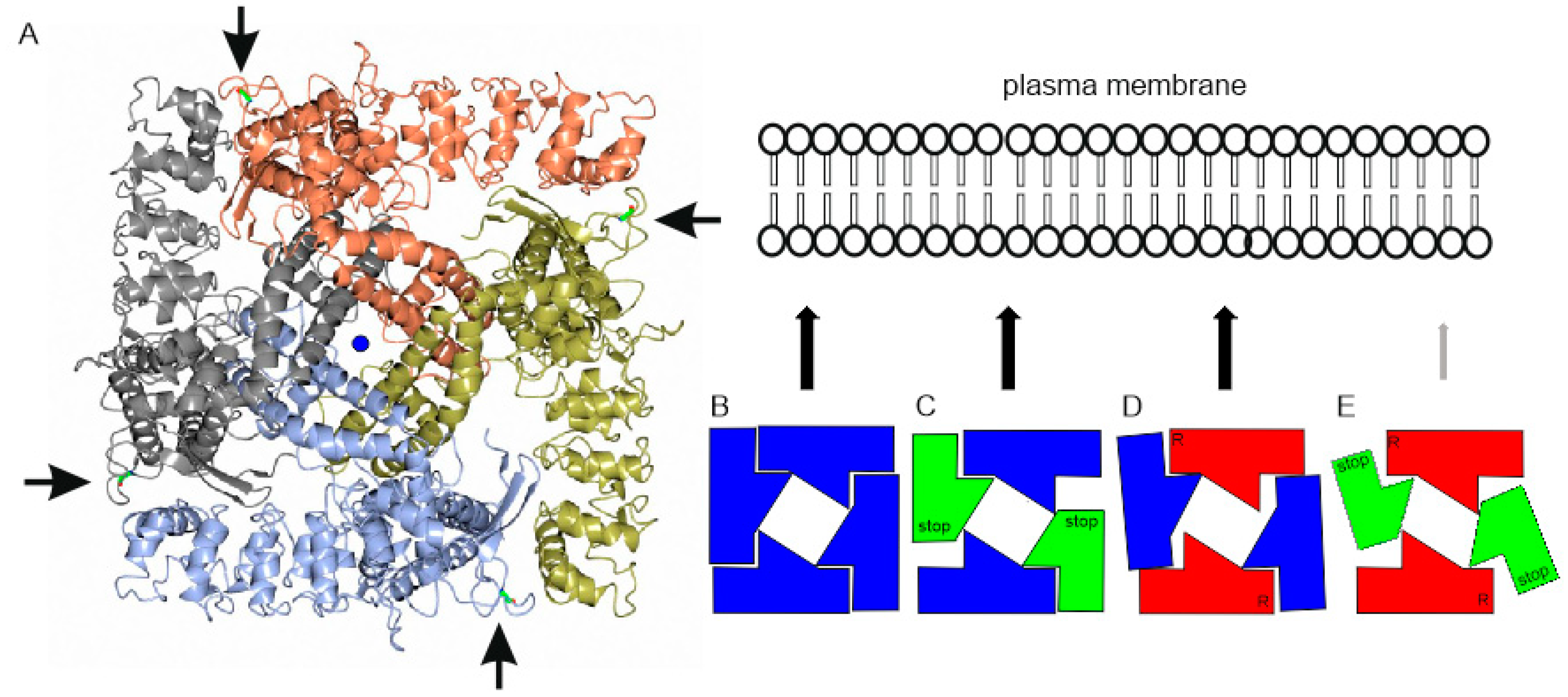 IJMS | Free Full-Text | Mutations That Affect the Surface Expression of  TRPV6 Are Associated with the Upregulation of Serine Proteases in the  Placenta of an Infant | HTML