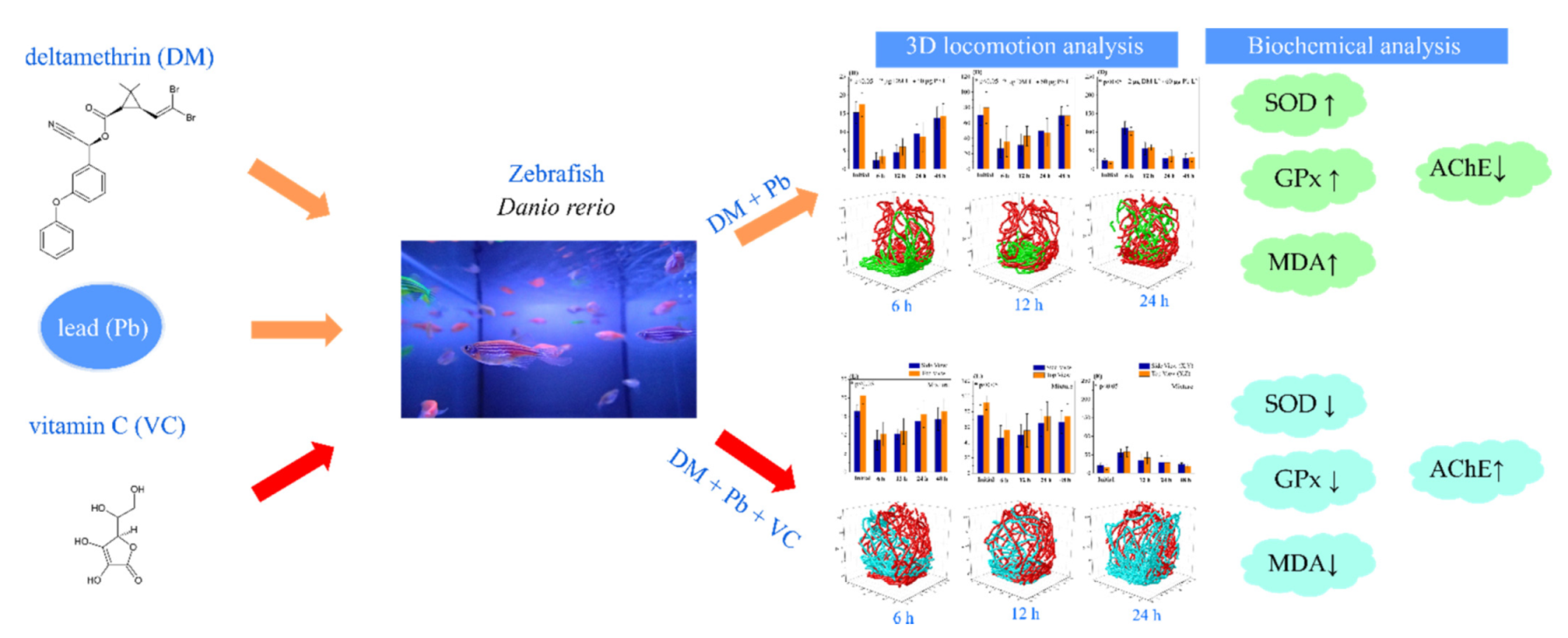 IJMS | Free Full-Text | Vitamin C Mitigates Oxidative Stress and Behavioral  Impairments Induced by Deltamethrin and Lead Toxicity in Zebrafish