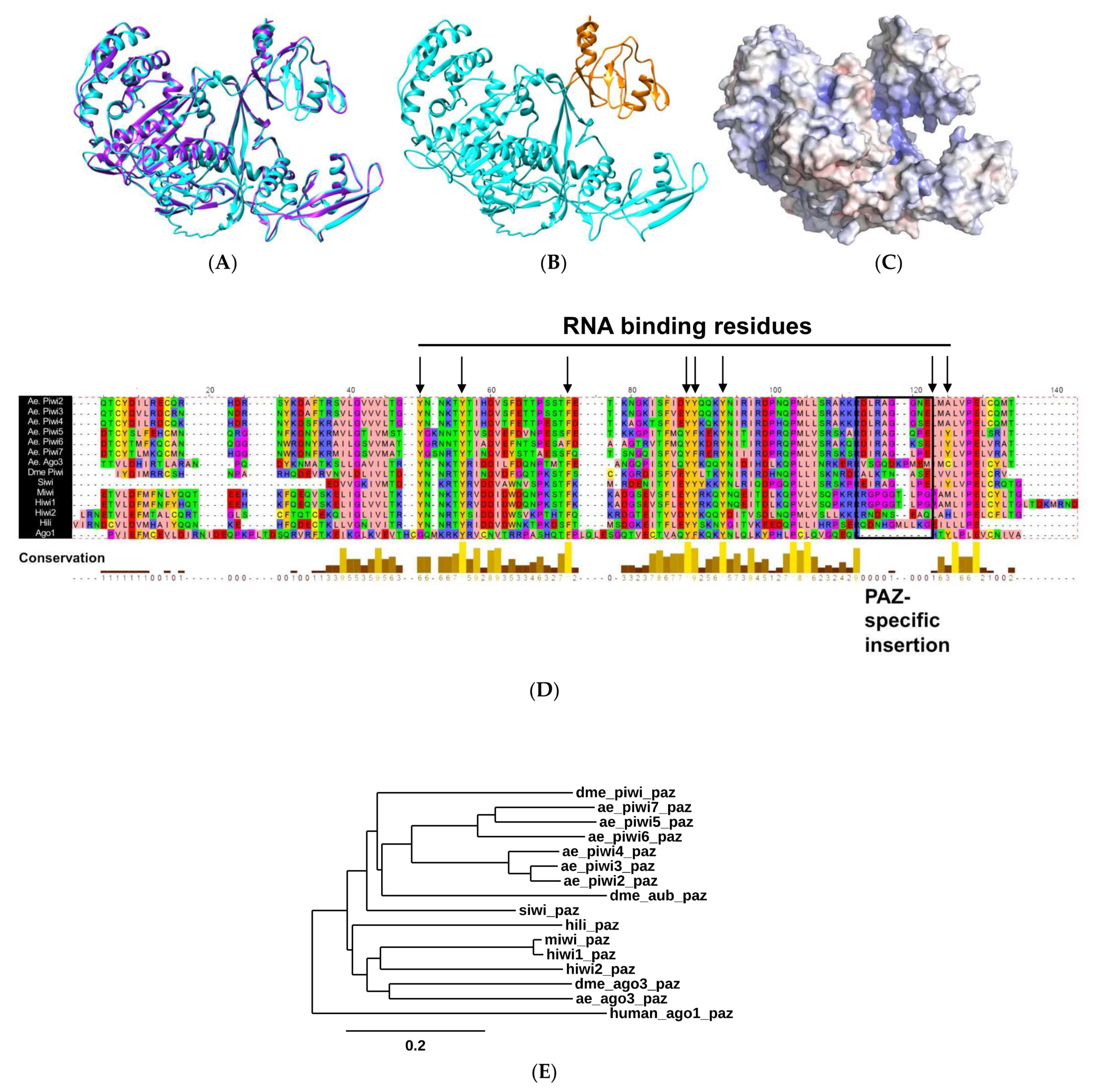 IJMS | Free Full-Text | Aedes aegypti Piwi4 Structural Features Are  Necessary for RNA Binding and Nuclear Localization | HTML