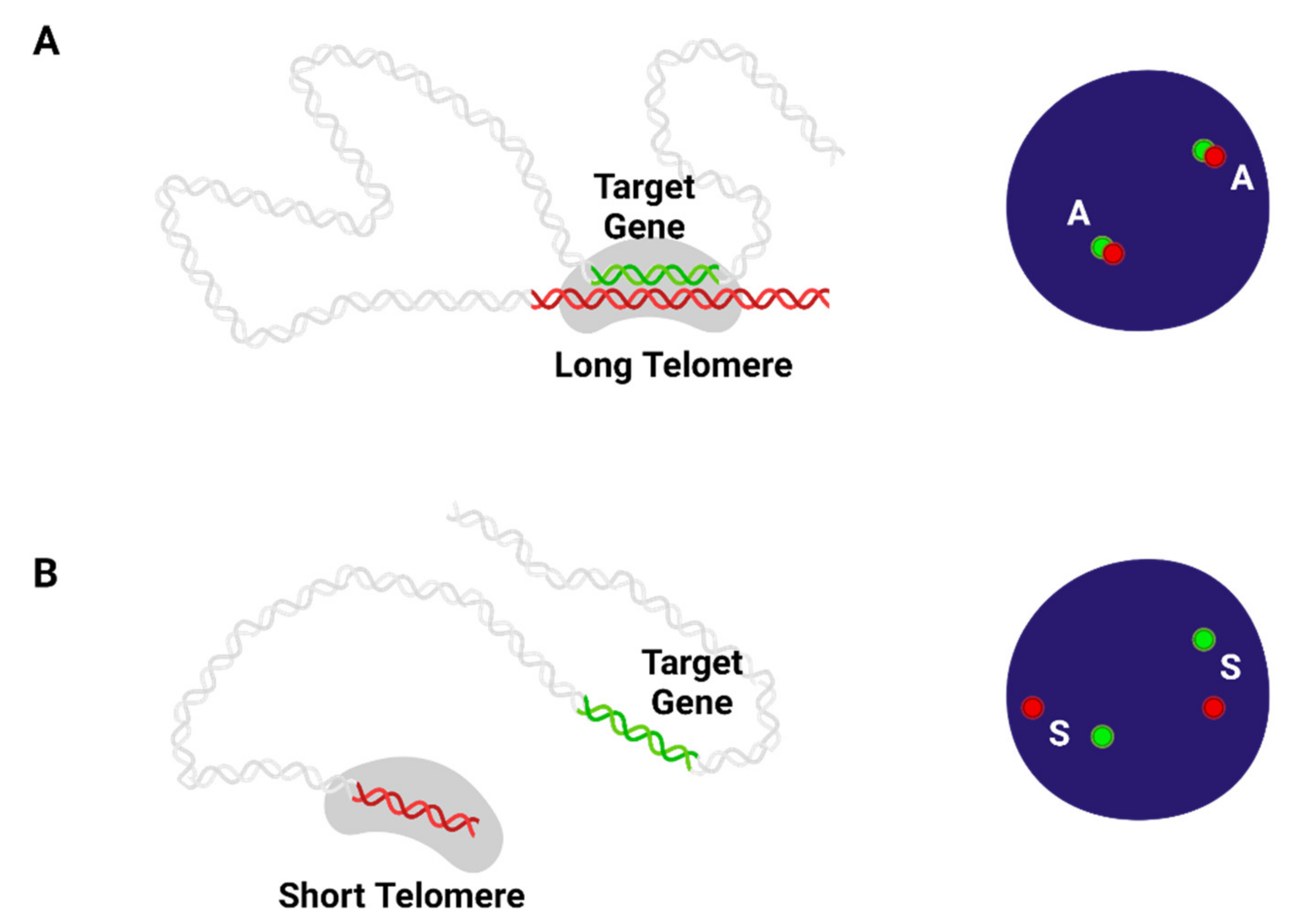 Ijms Free Full Text Regulation Of Gene Expression By Telomere Position Effect