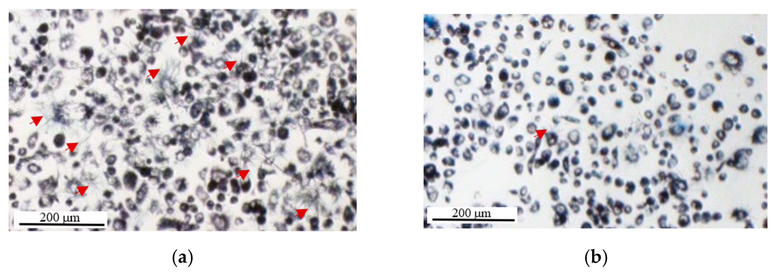 Ijms 22 12827 g009 Ijms 22 12827 g009